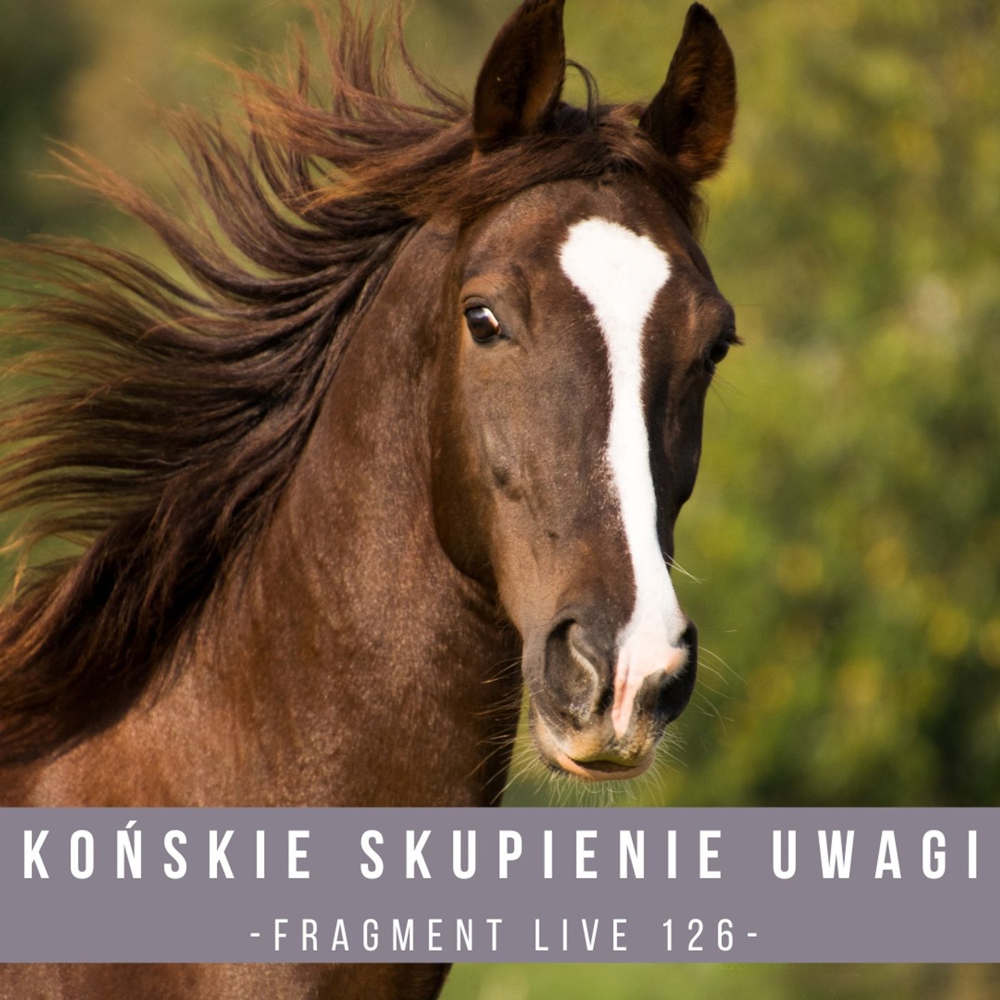 Końskie skupienie uwagi - fragment Live 126 episode artwork