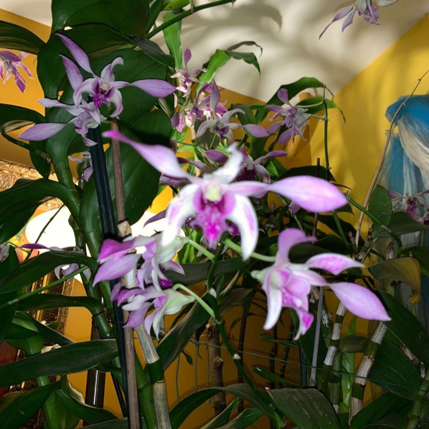 Episode 8 - Orchid Chat With Dr Connors