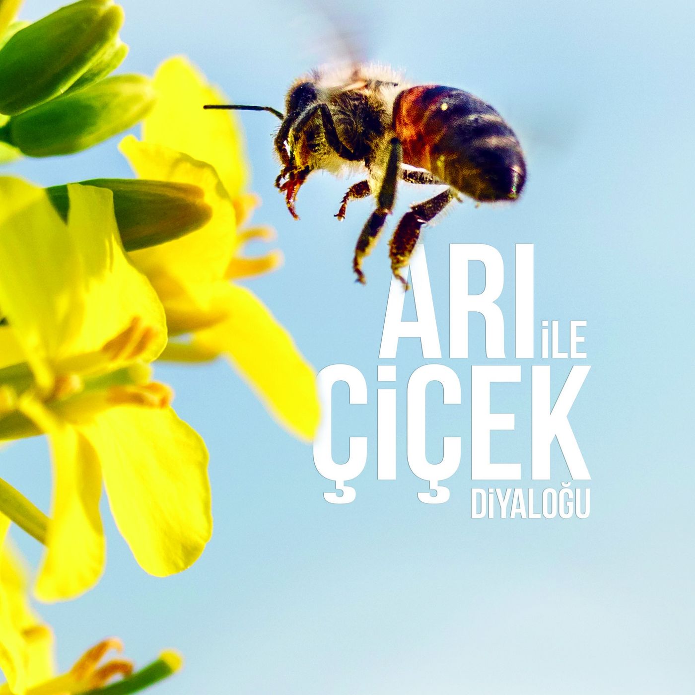 Arı ve Çiçek Diyaloğu episode artwork