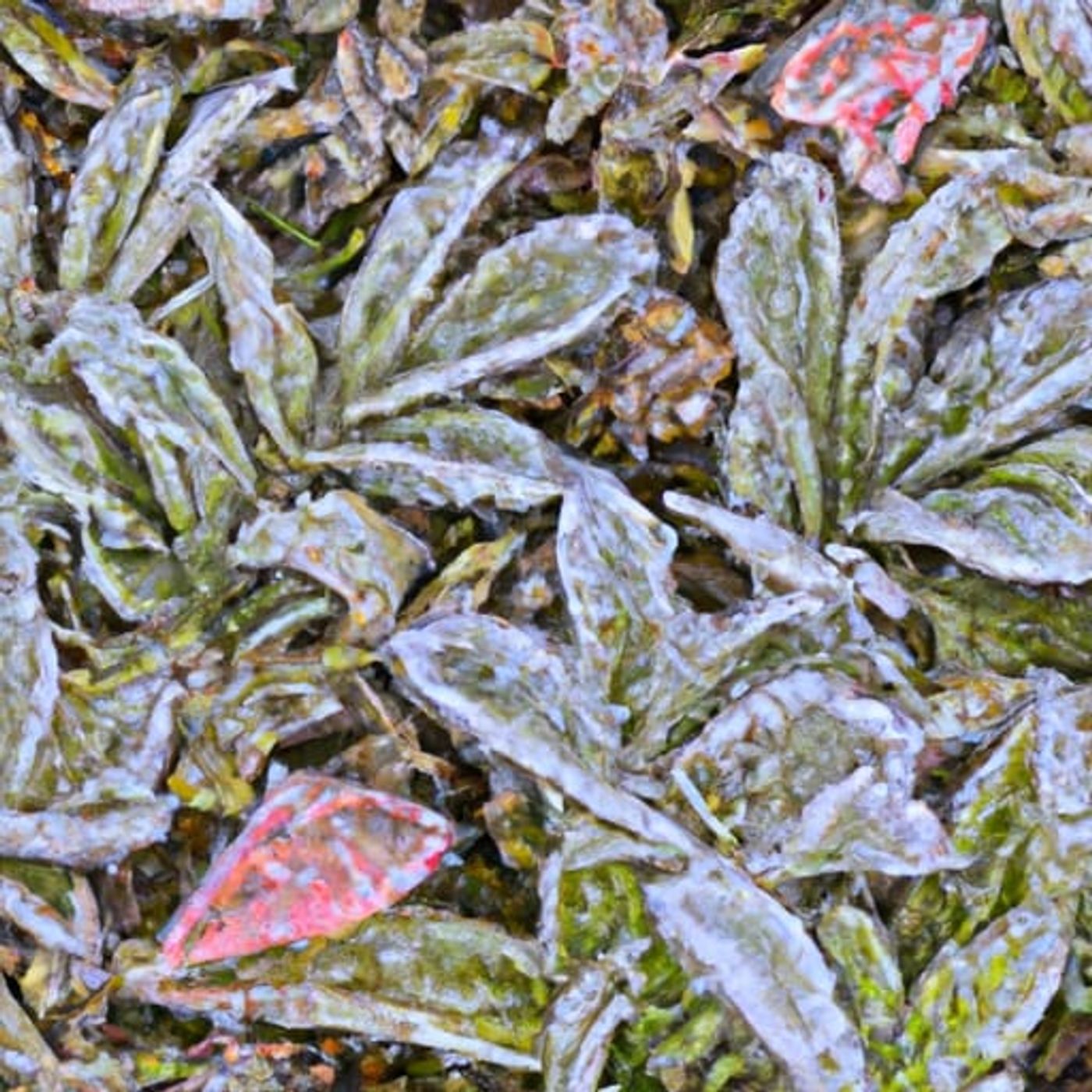 Jack Frost e seu trabalho | Histórias Sobre A Natureza episode artwork