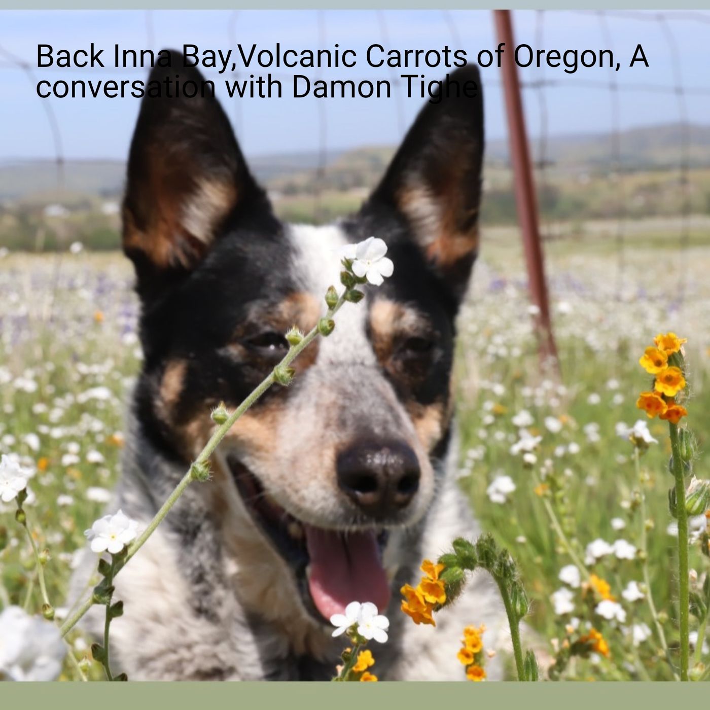 Back Inna Bay,Volcanic Carrots of Oregon, A conversation with Damon Tighe