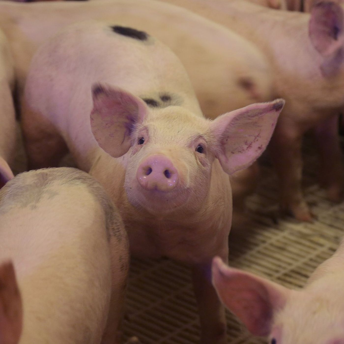 Sterling-Rock Falls Historical Society to host March 8 program about pigs in history and popular culture episode artwork