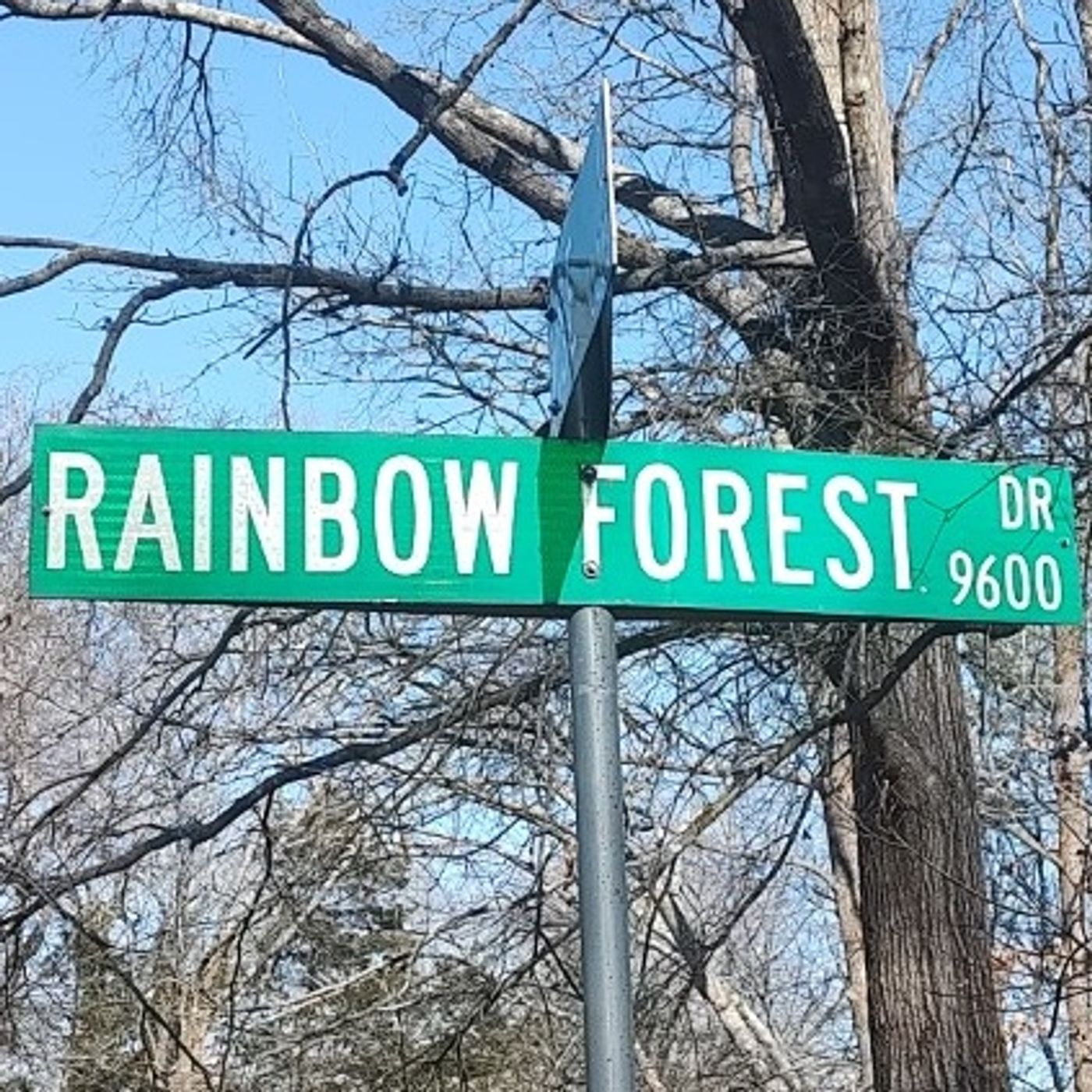 The Lyrics From Rainbow Forest Chapter 398 Speaking Trees