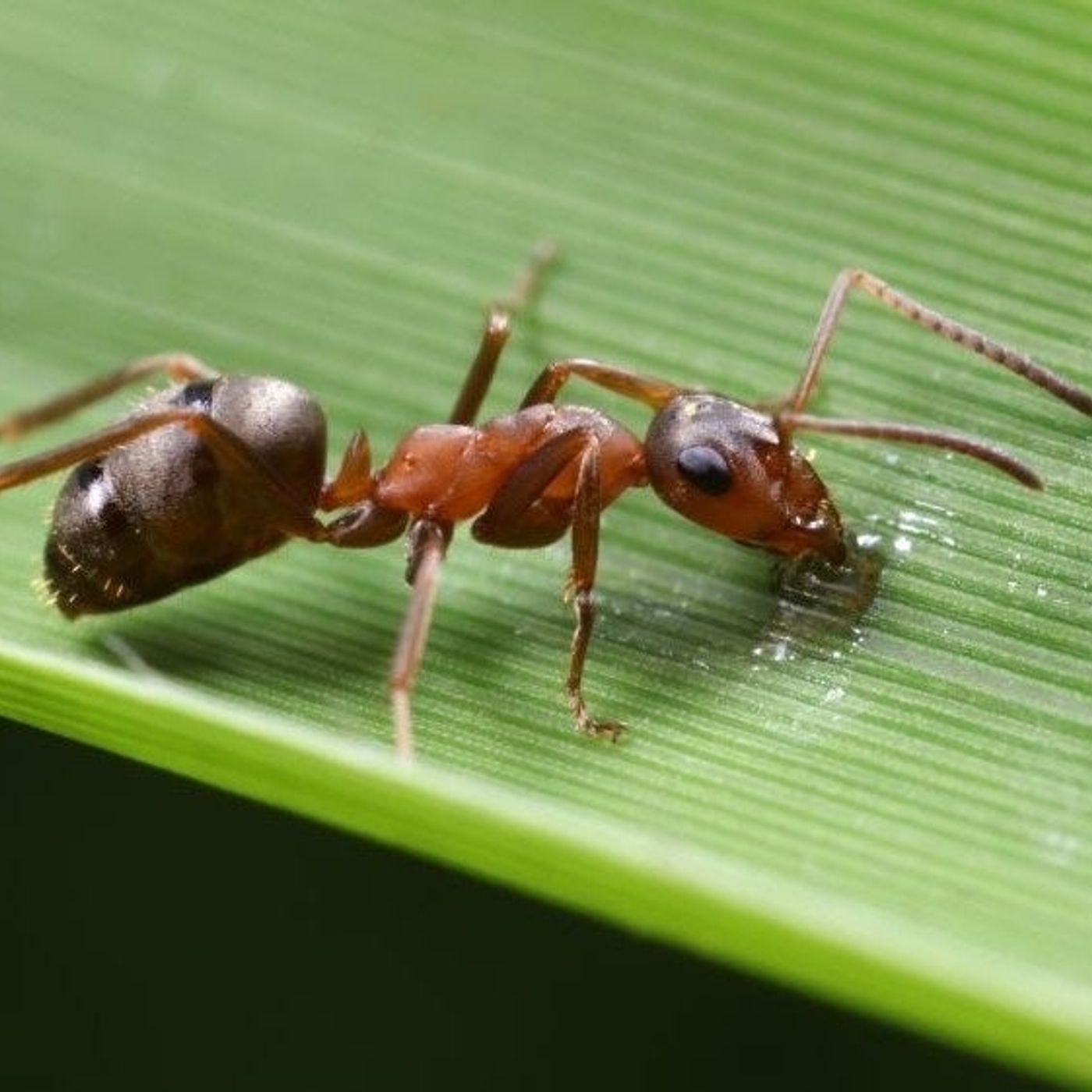 Hormigas clonadoras … o cómo (y por qué) una reina pone huevos de otra especie — Más Noticias cover