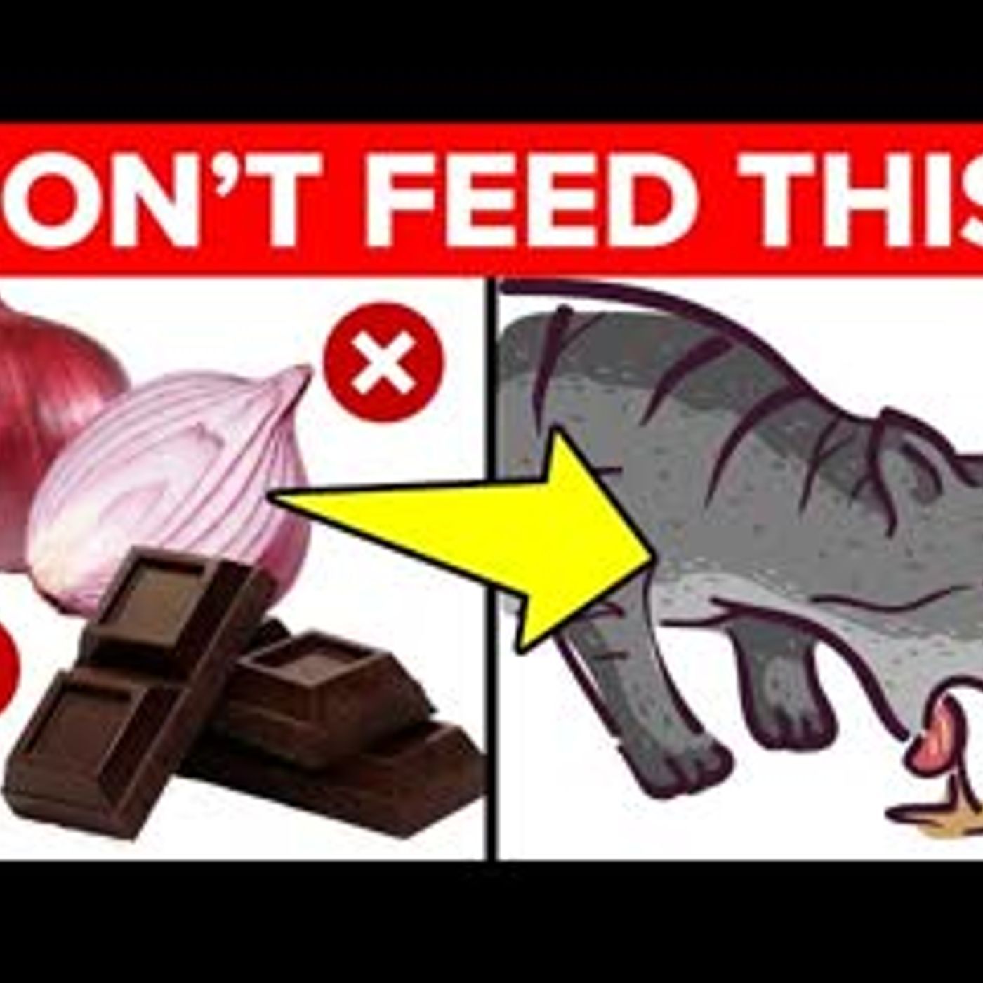 11 Foods That Will Kill Your Cat episode artwork