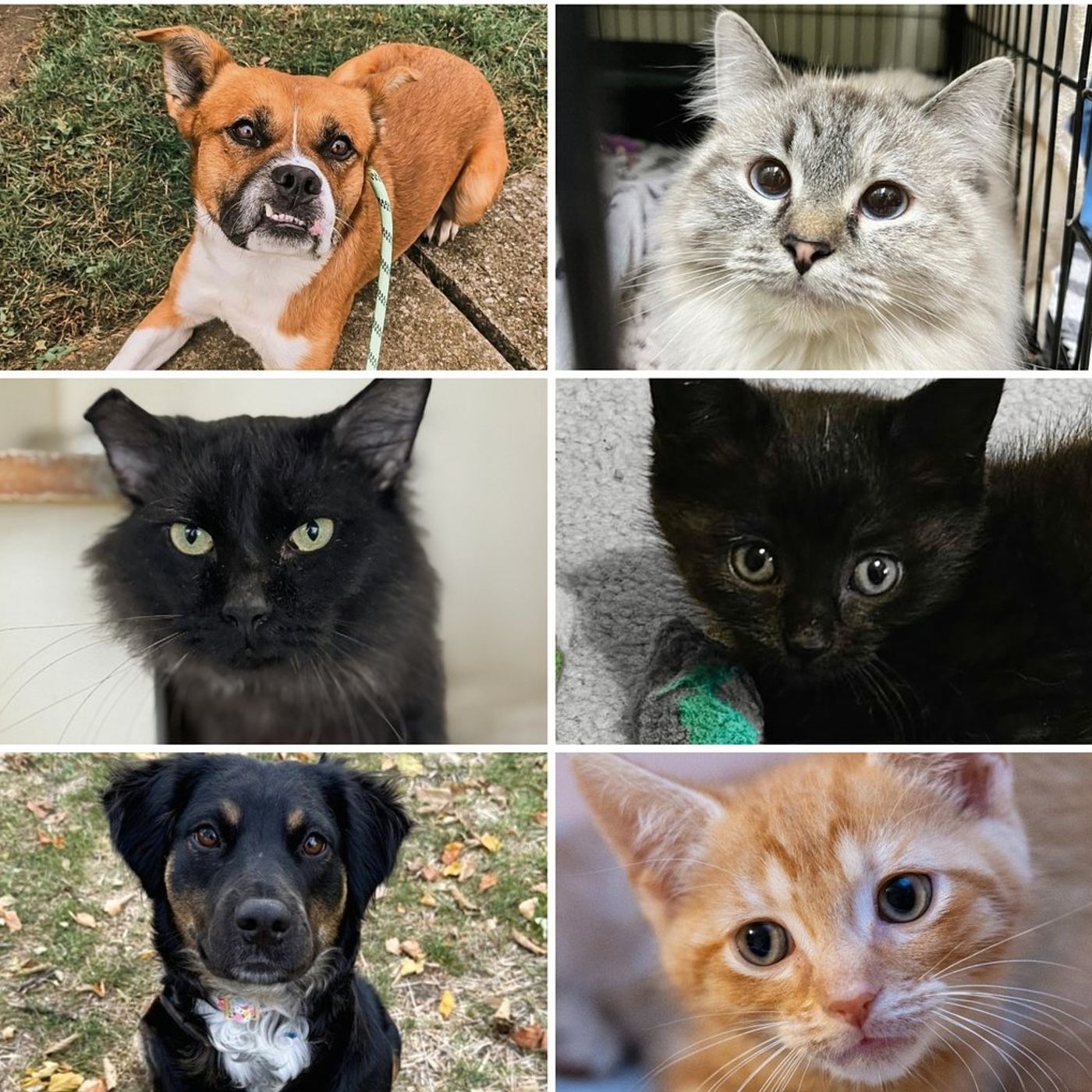 Will County Pets of the Week: Nov. 10, 2025 episode artwork