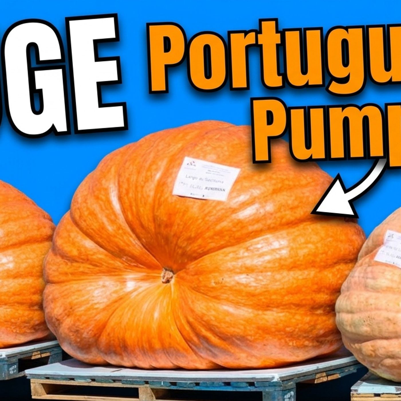 Portugal’s 905kg Pumpkin King! A proper show-er from a successful, Algarve grow-er!
