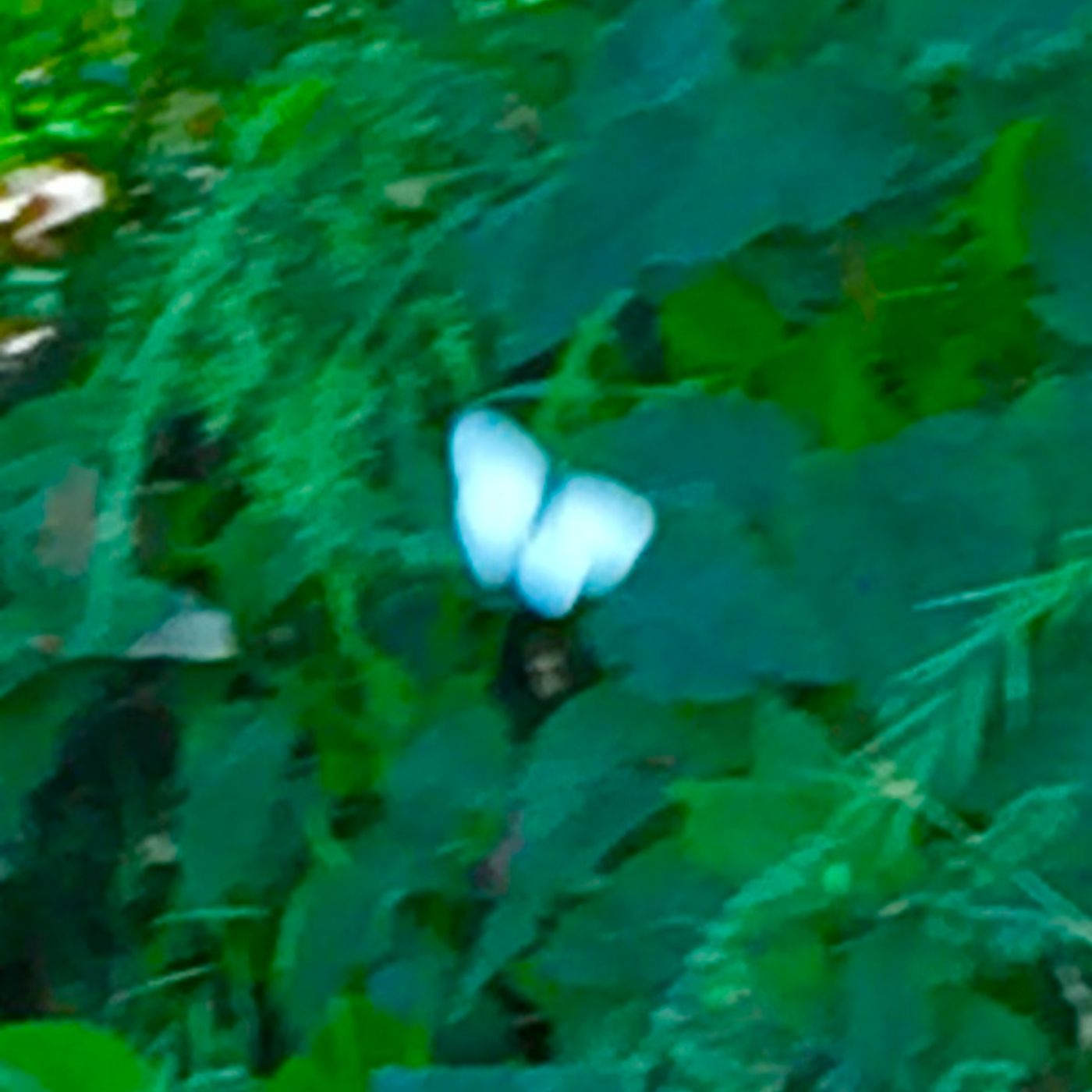 synchro/la farfalla bianca