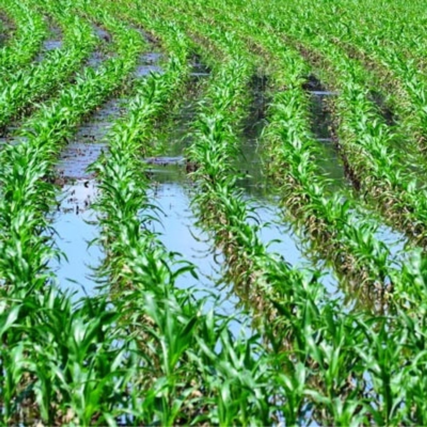 Food and Farm