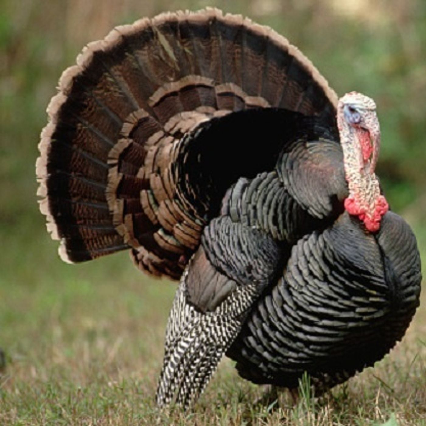 The turkey faces the turkey hunter! (Joke of the Day) episode artwork