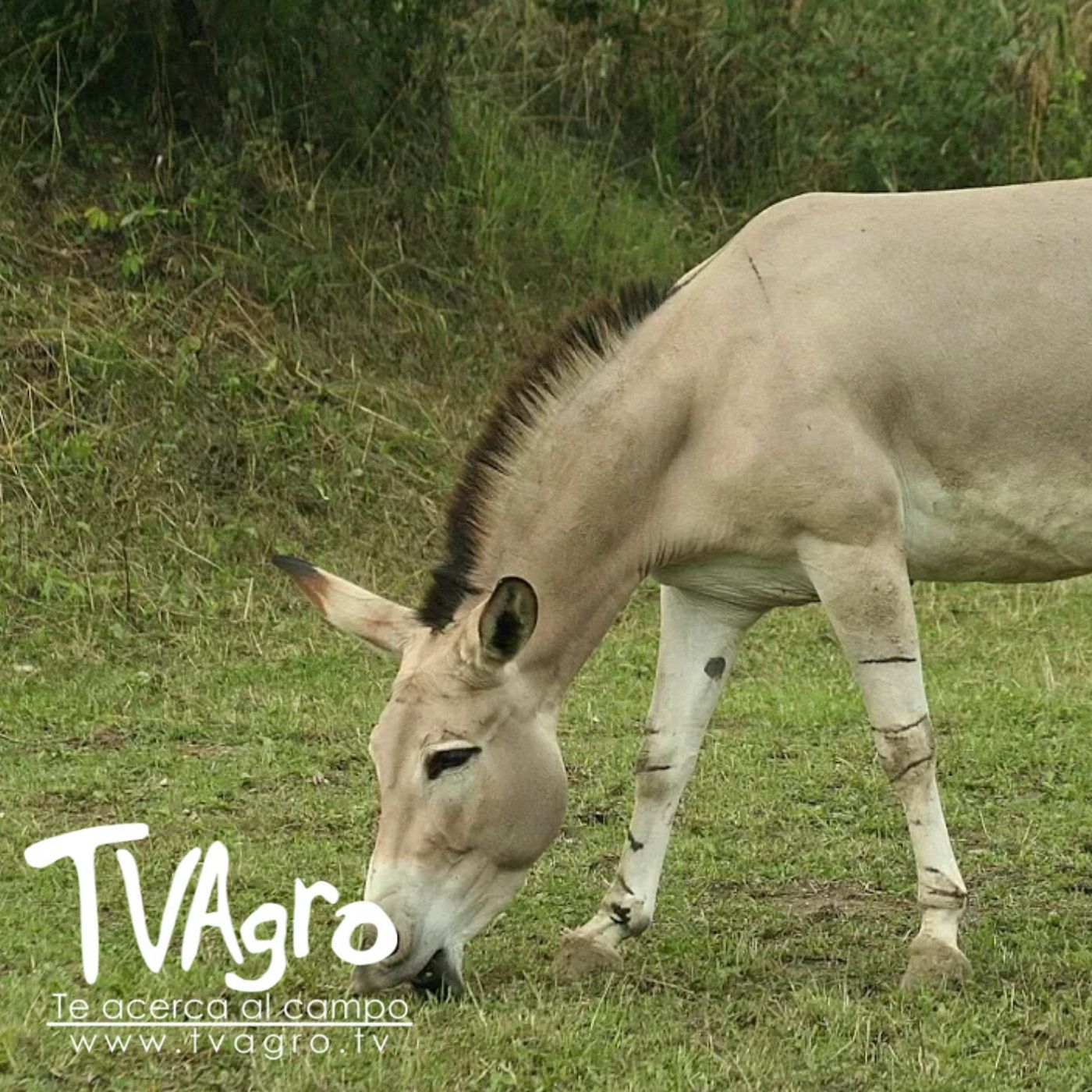 TV AGRO