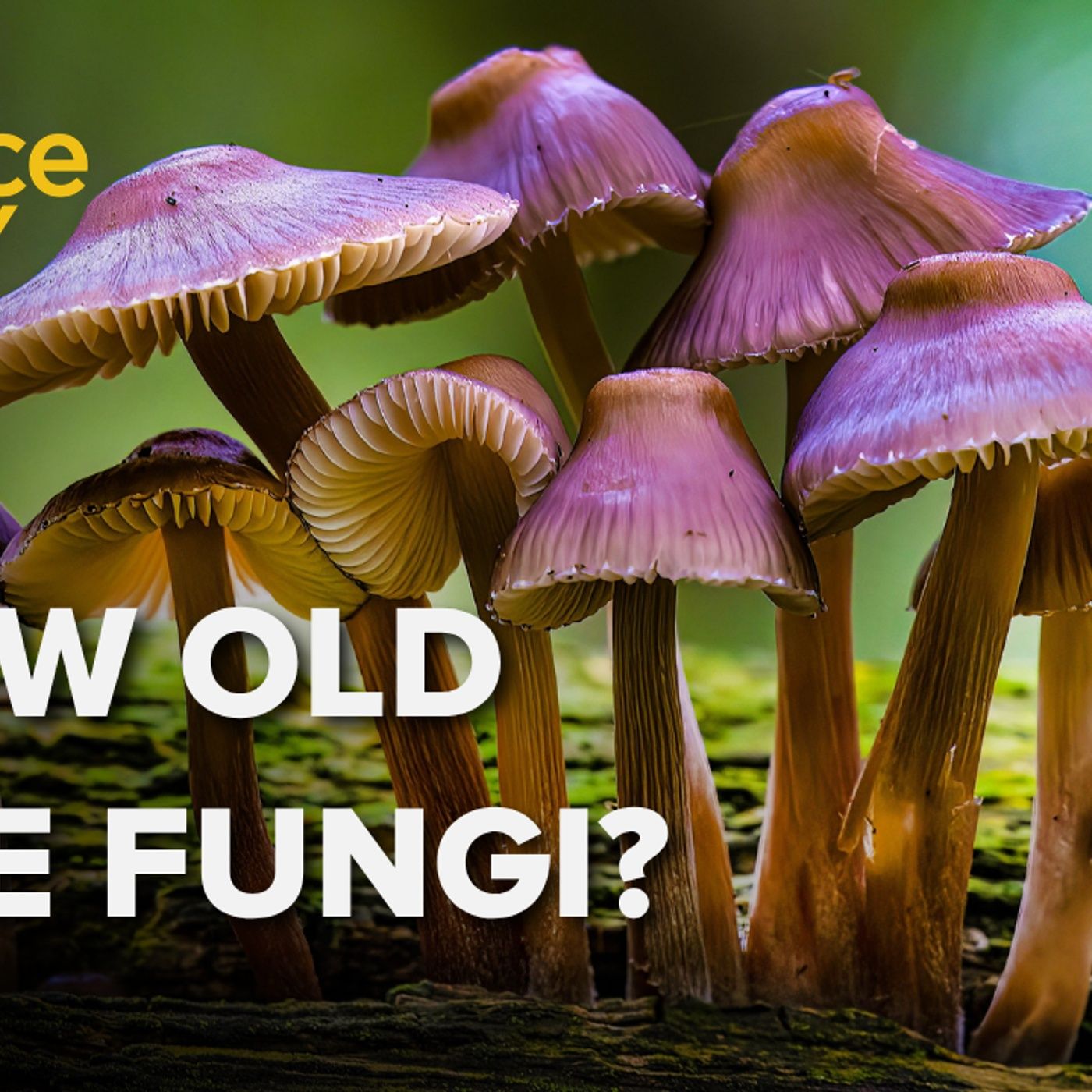 1384: Why it's so hard to tell the age of a fungus