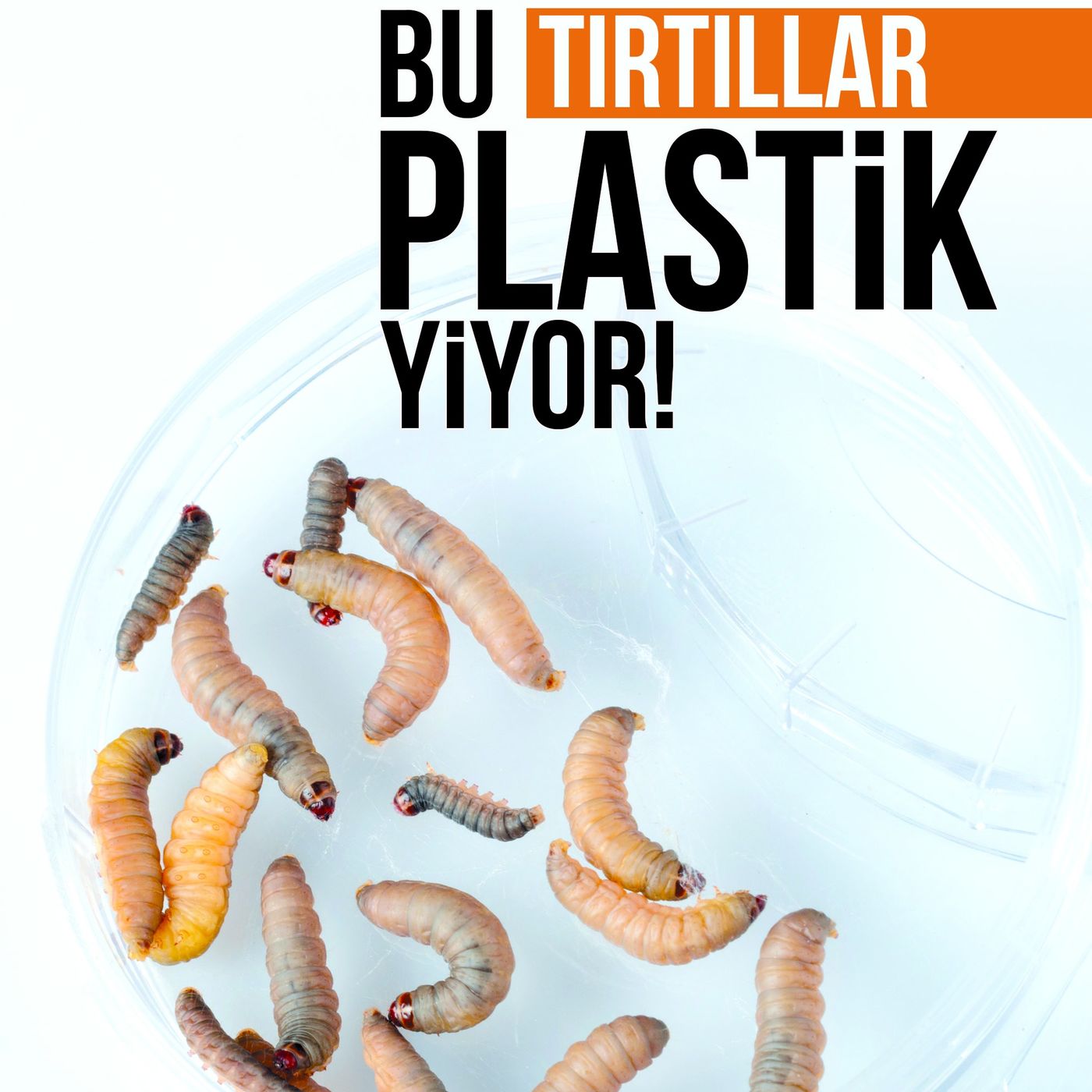 Bu Tırtıllar Plastik Yiyor! episode artwork