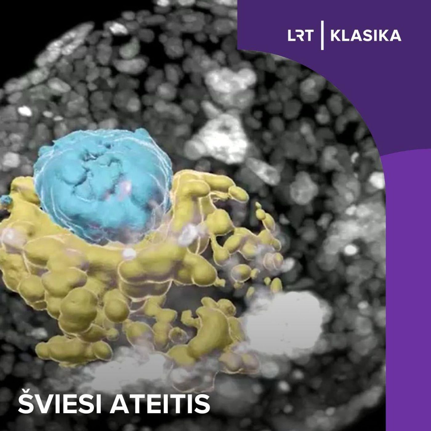 Šviesi ateitis. Ką padės išsiaiškinti sintetiniai žmogaus embrionai?
