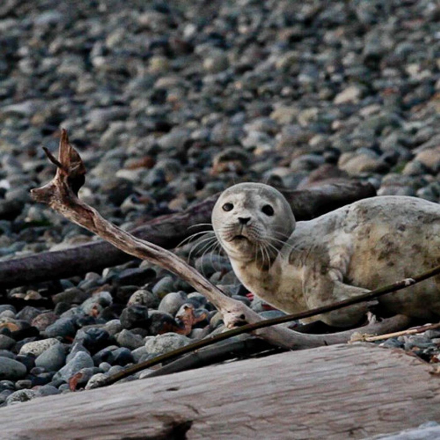 Seal Sitters Ask Beach-Goers To Share The Shore episode artwork