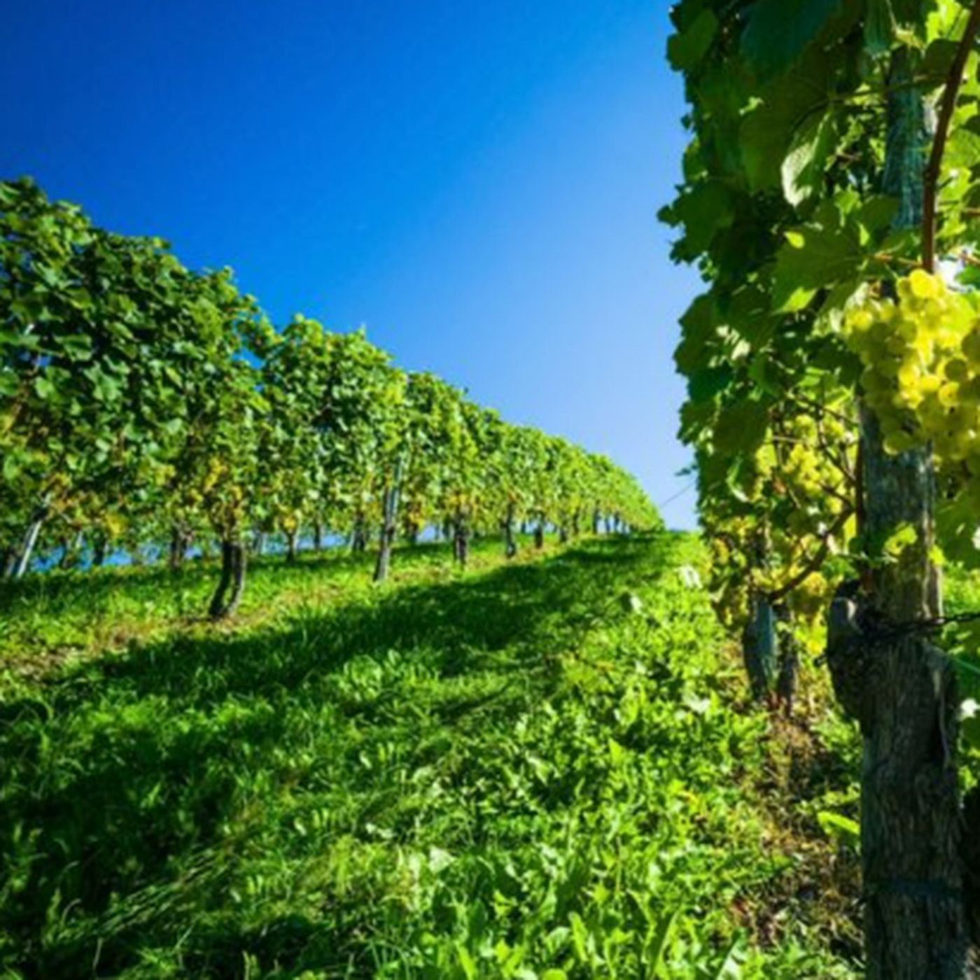 Discover the Top 10 Rated California Wineries and Best CA Vineyards to Visit episode artwork