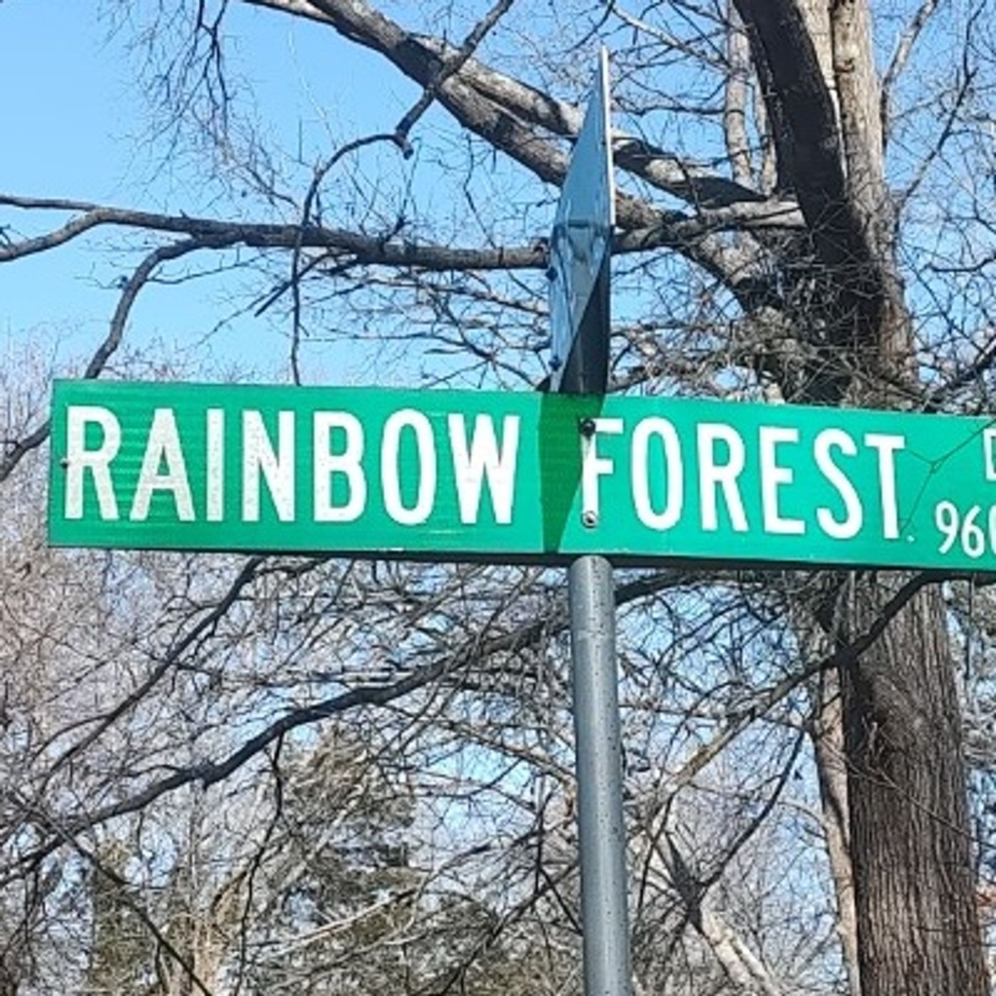 The Lyrics From Rainbow Forest Chapter 398 Speaking Trees