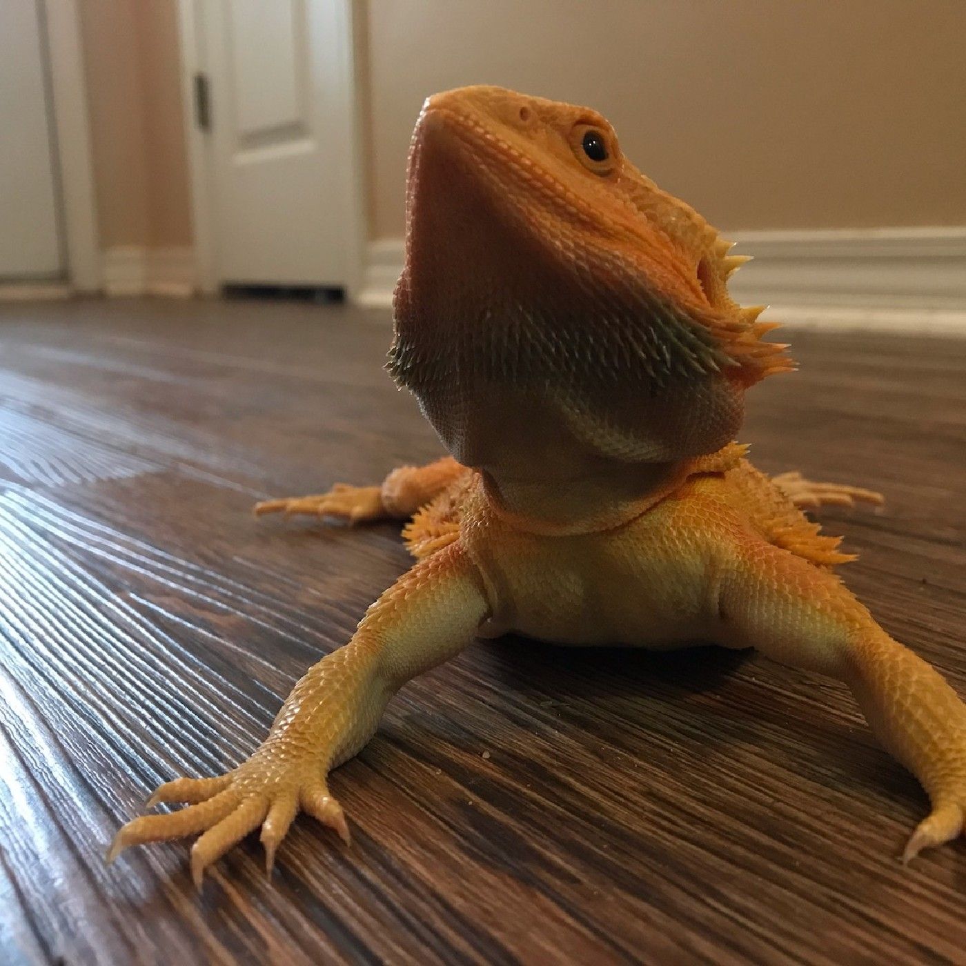 Animal Interviews