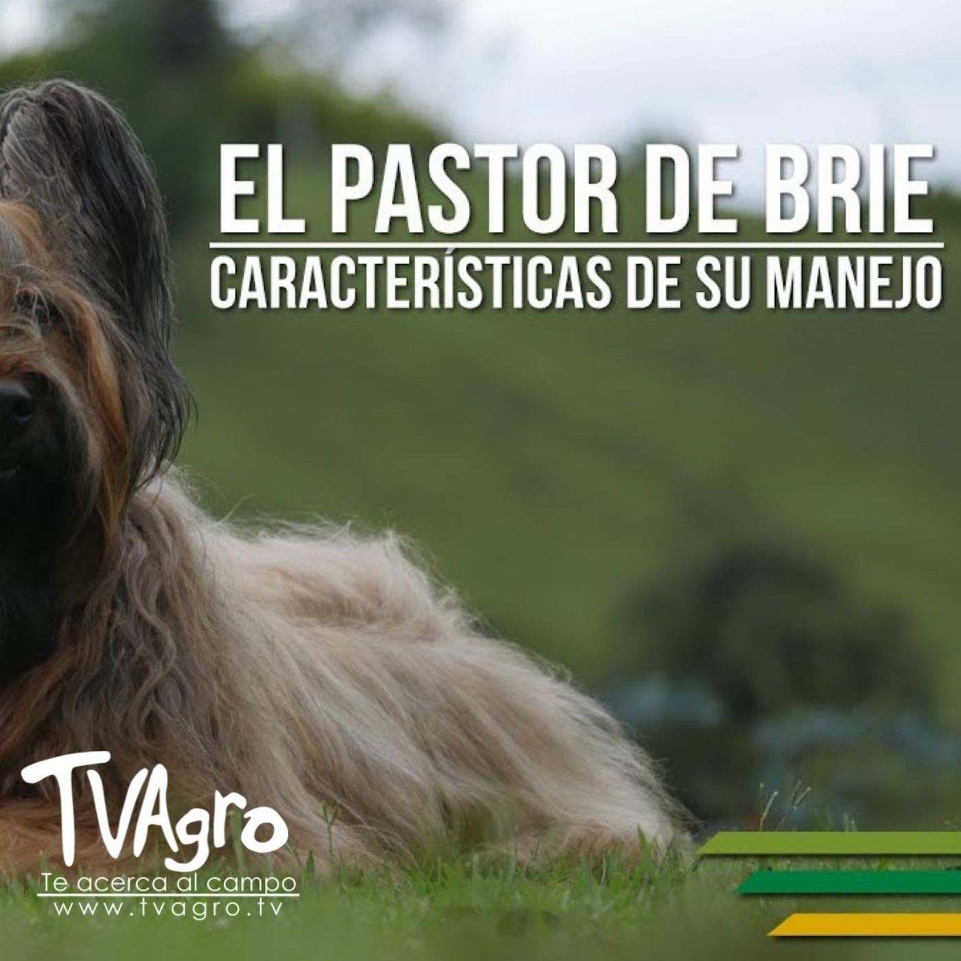 TV AGRO
