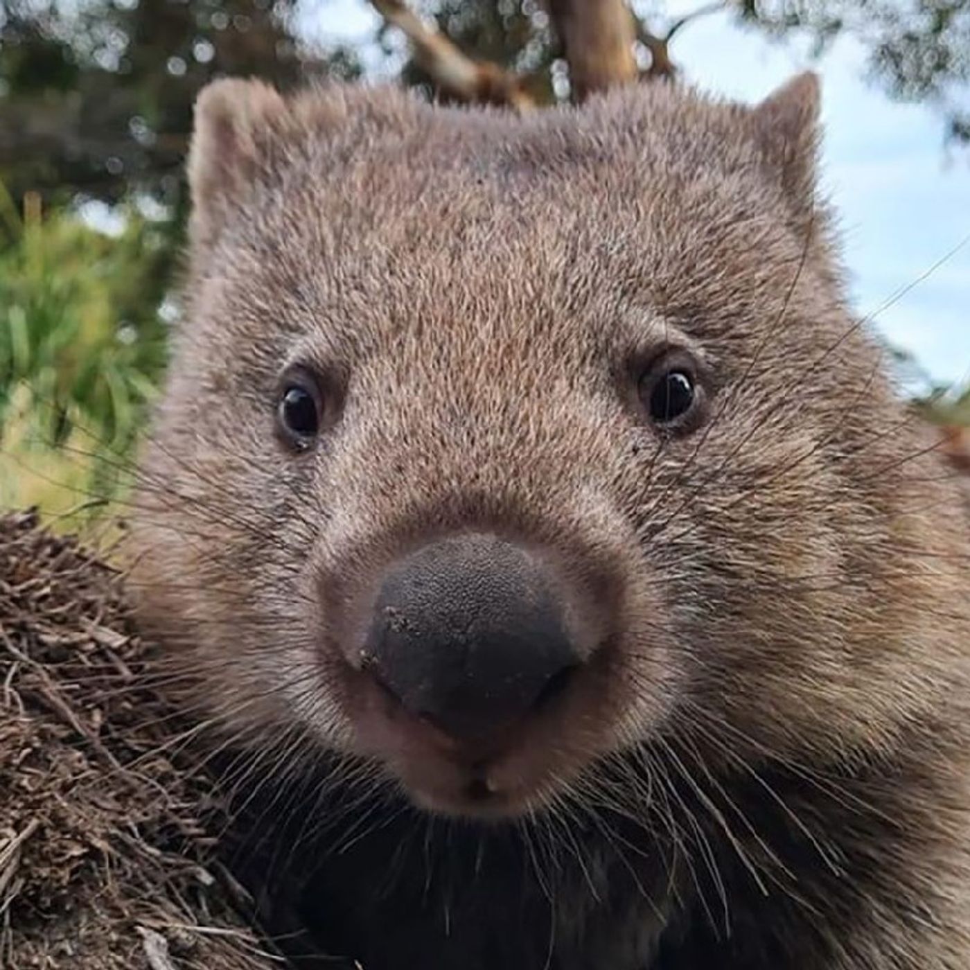 Episode 2 Wombats- Angelica's Adventures podcast episode artwork