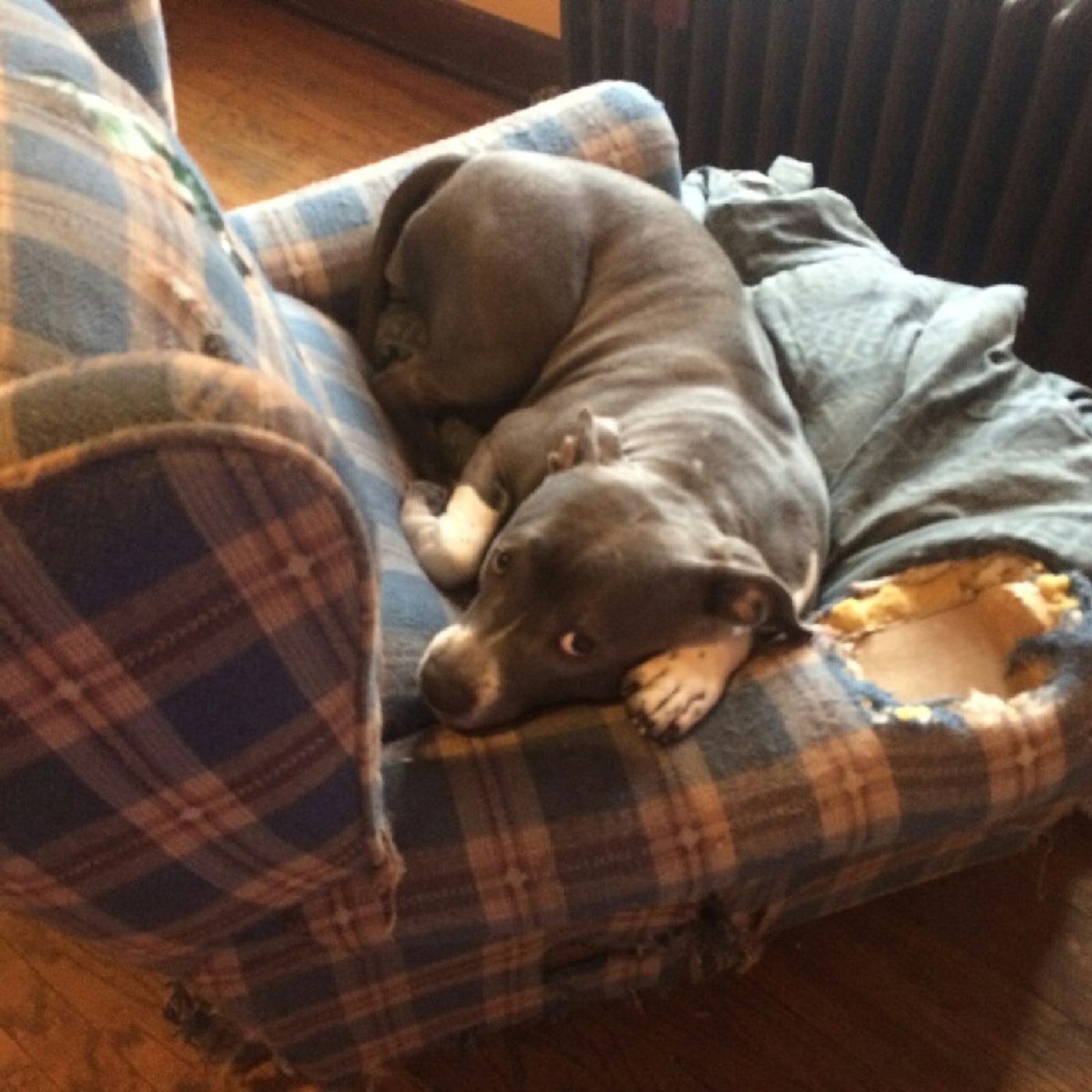 My Dog