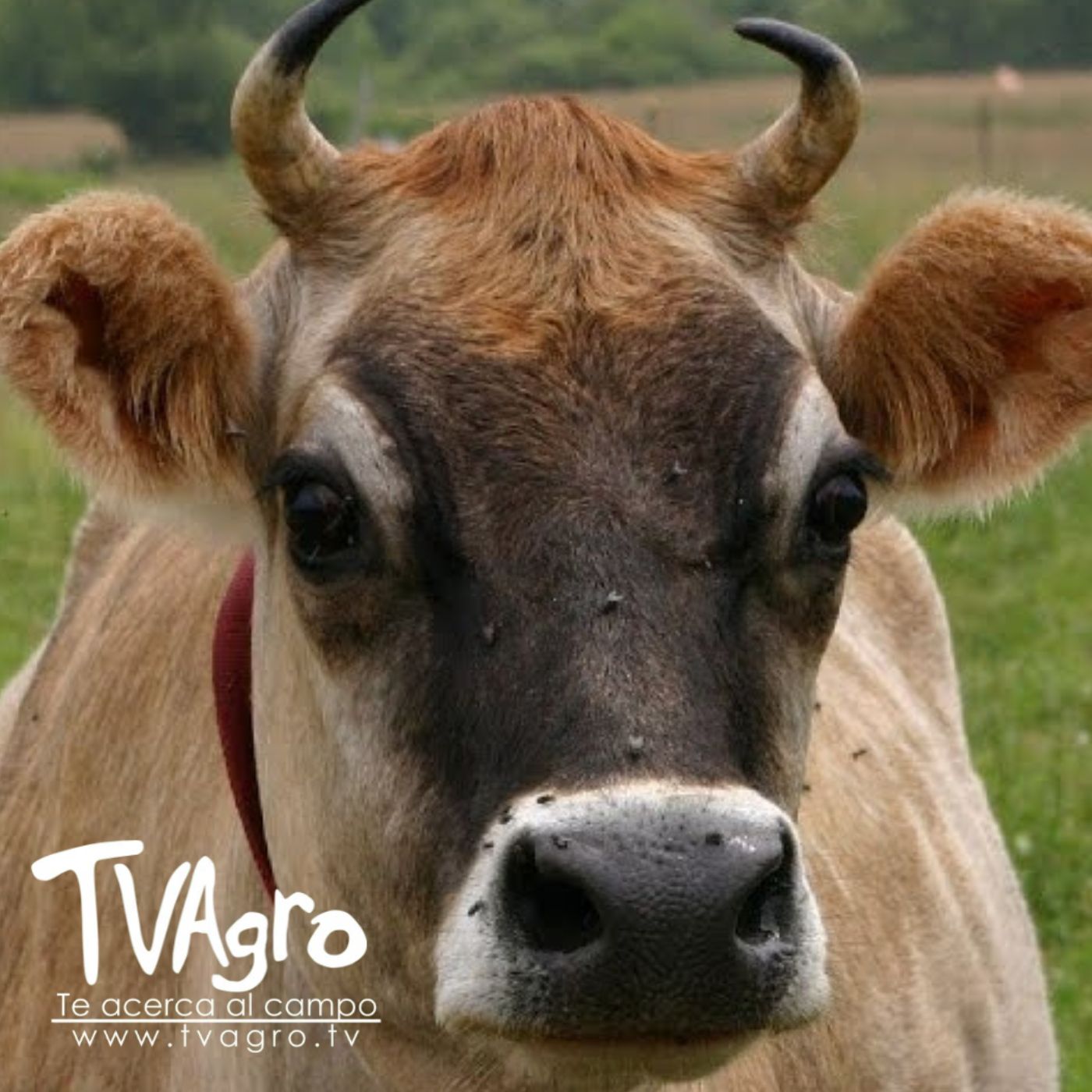 TV AGRO