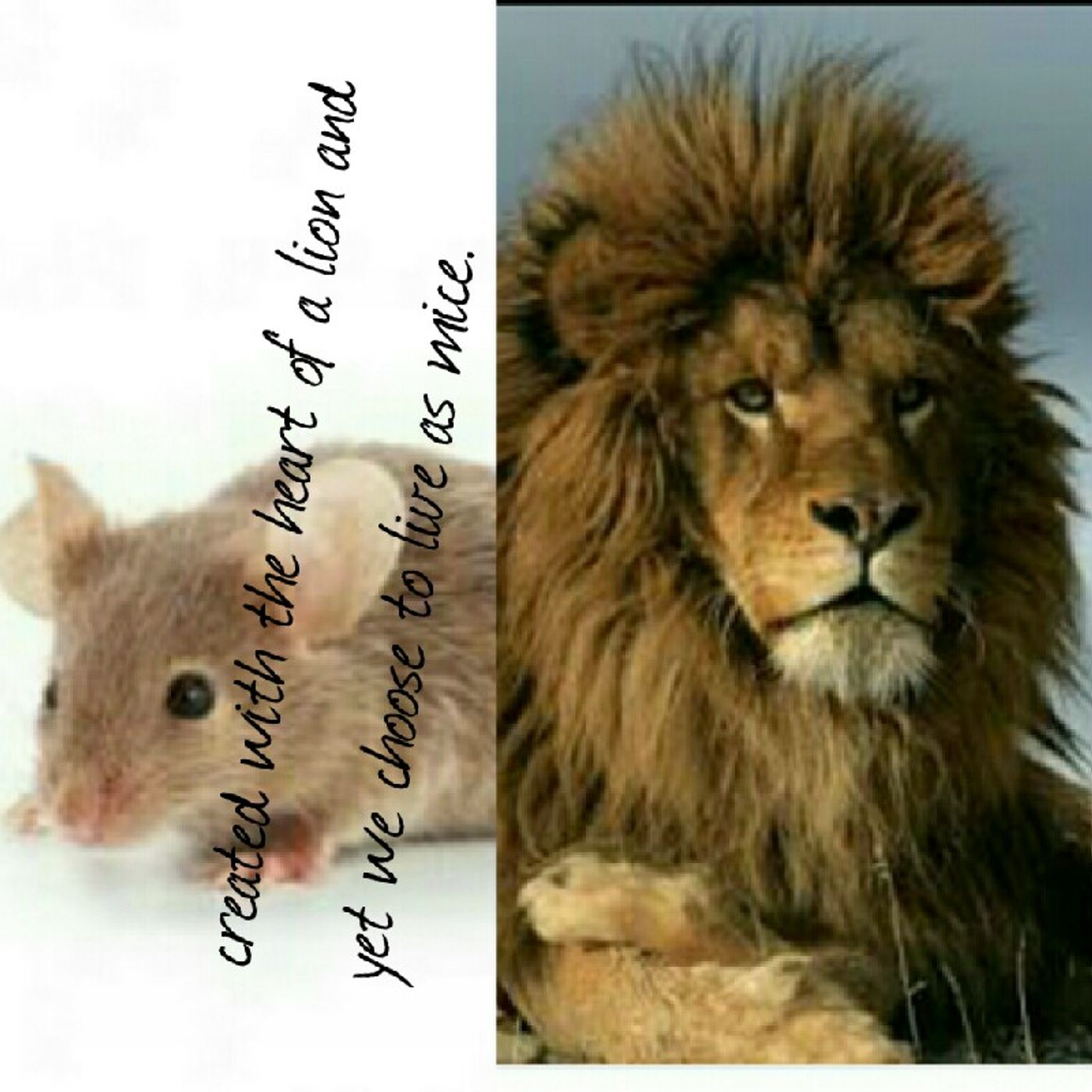 Live As Lions And Not As Mice episode artwork