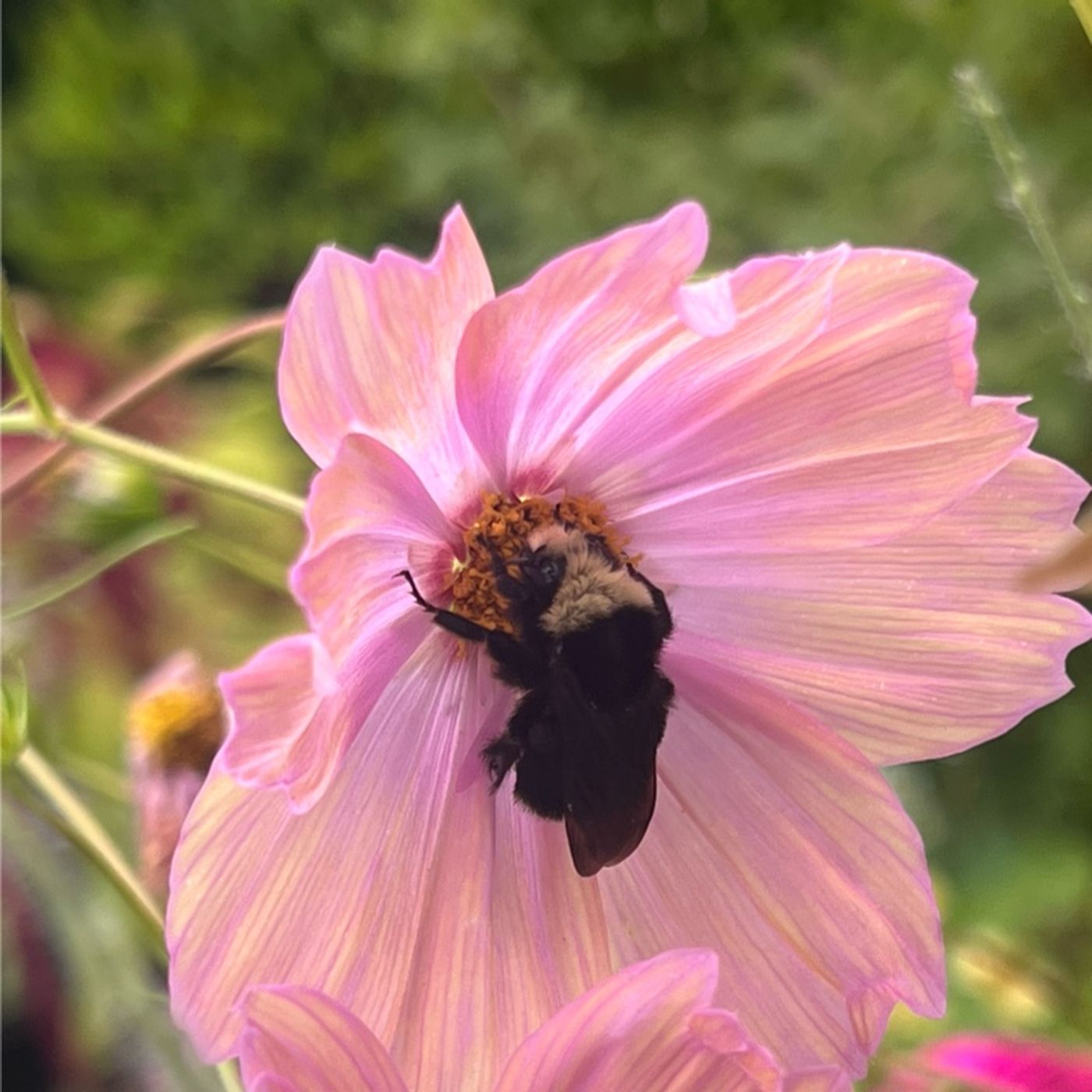 Episode 288 - It’s Autumn! Fall repotting, powdery mildew, and more!