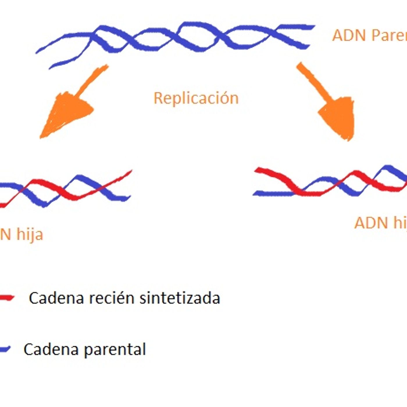 SEMICONSERVATIVA DEL ADN