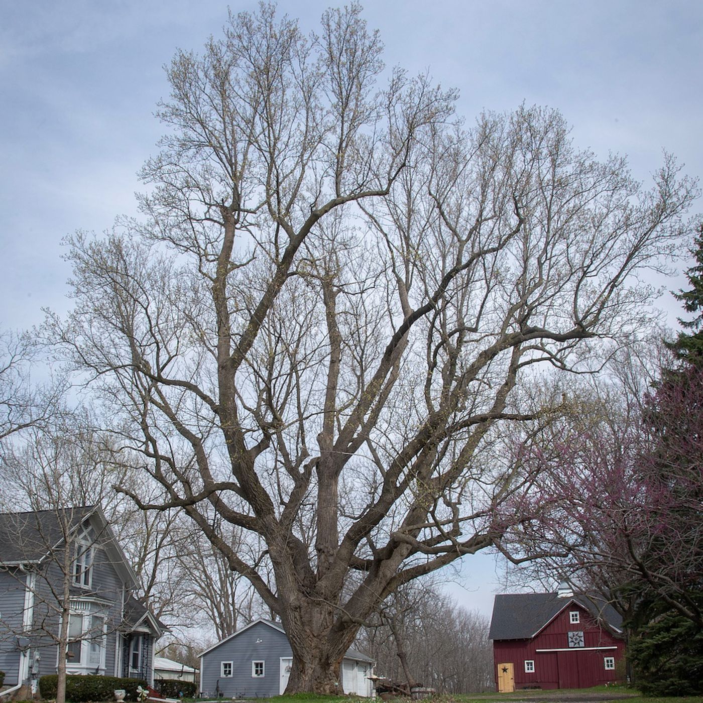 Tulip tree is special spot for Sterling family episode artwork