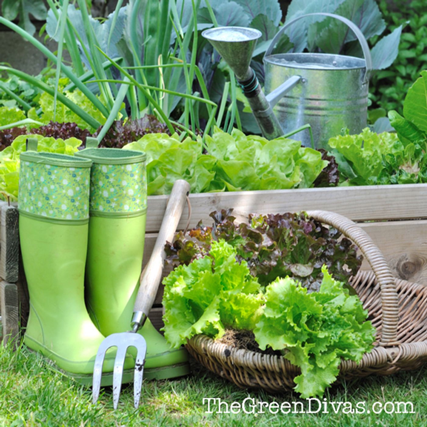 Green Divas in the Garden