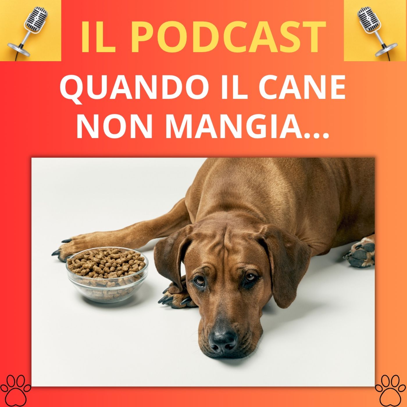 Cane&gatto: le domande più frequenti