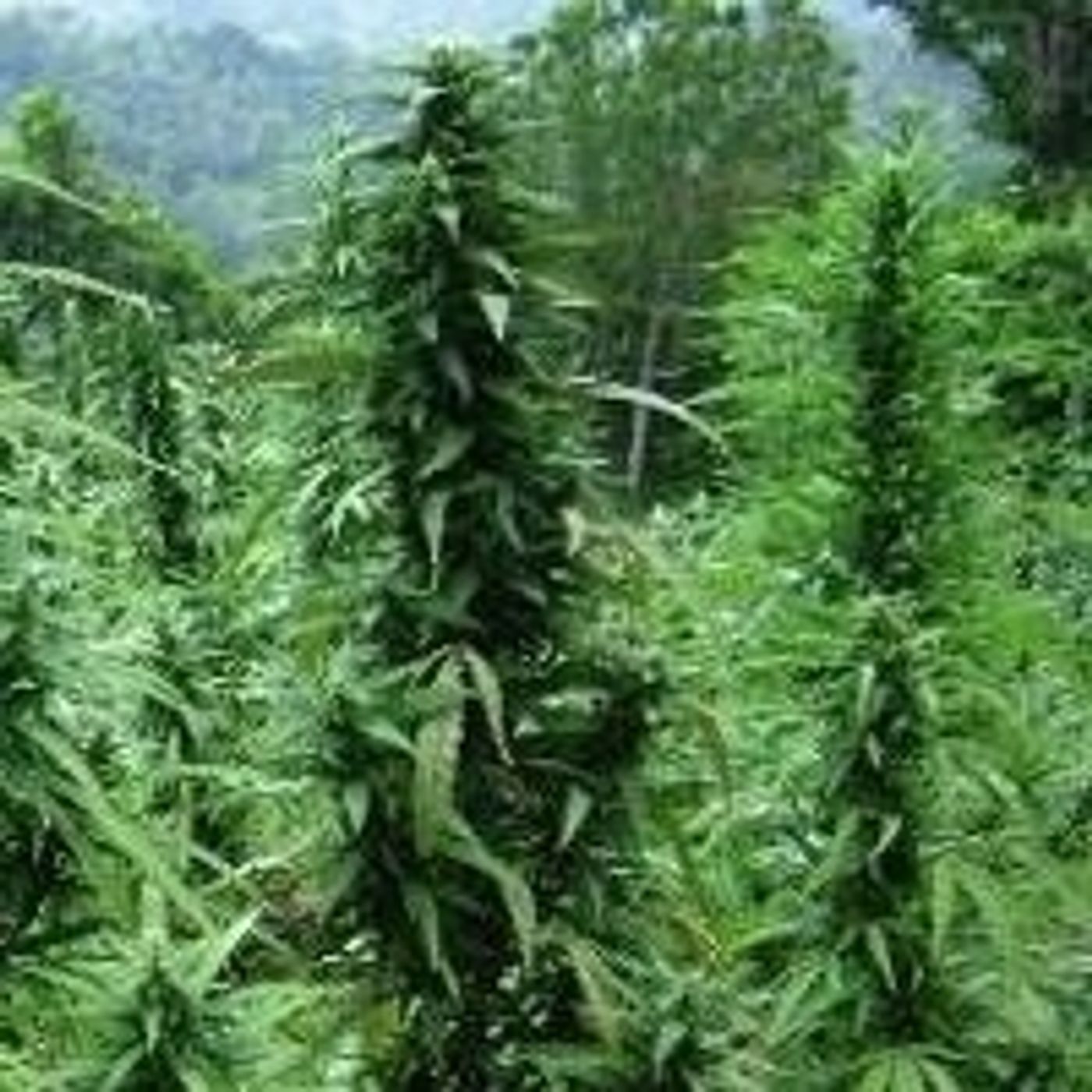 Time 4 Hemp