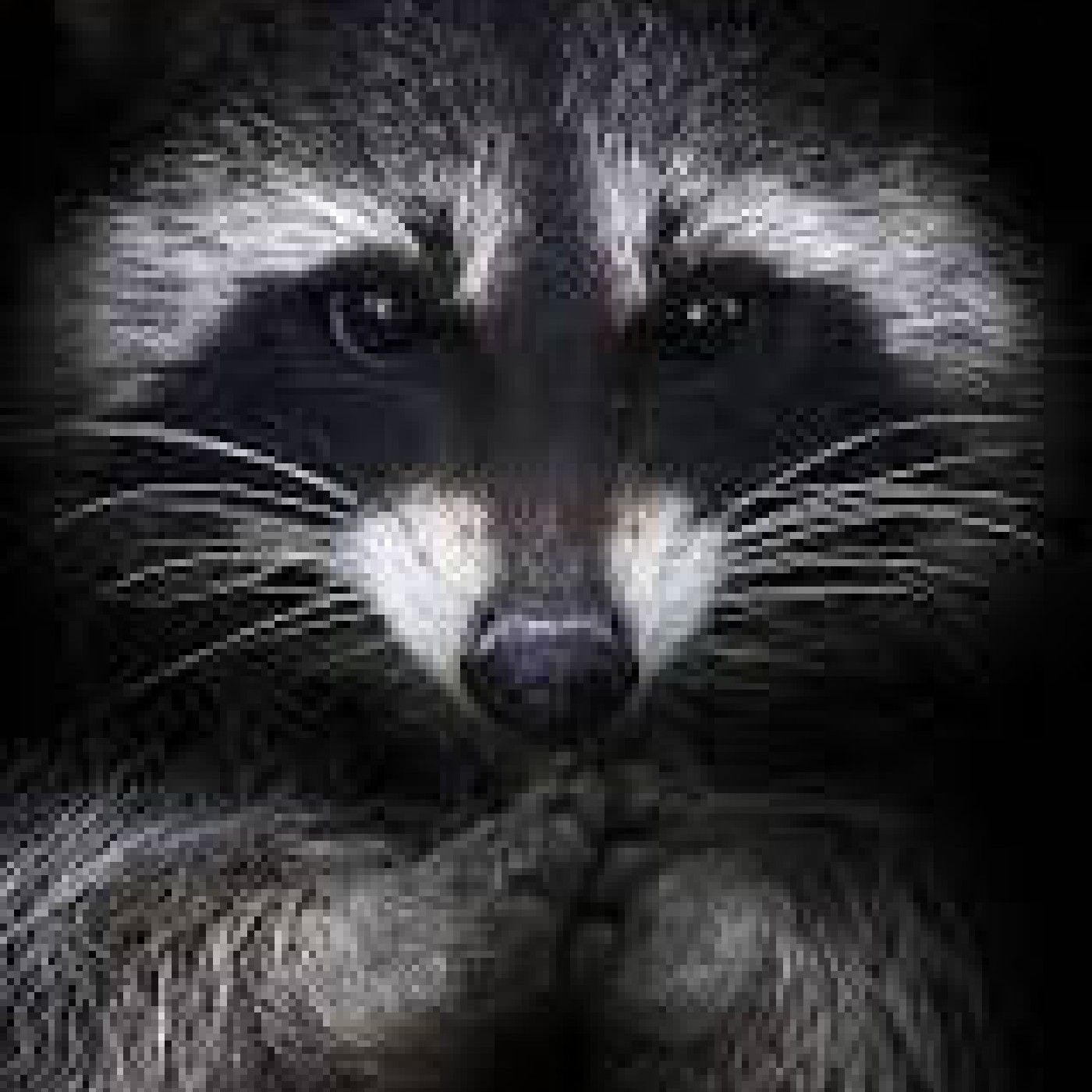 Esto es Alta Vibración