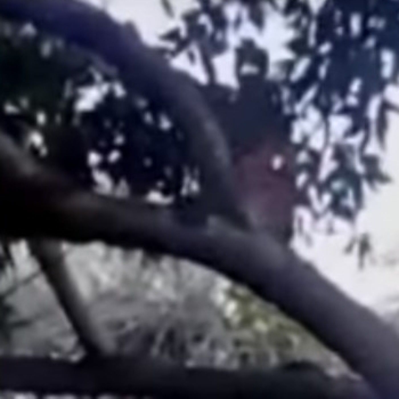 Historias de Miedo Mayo 13 2020 EL DUENDE DEL ÁRBOL
