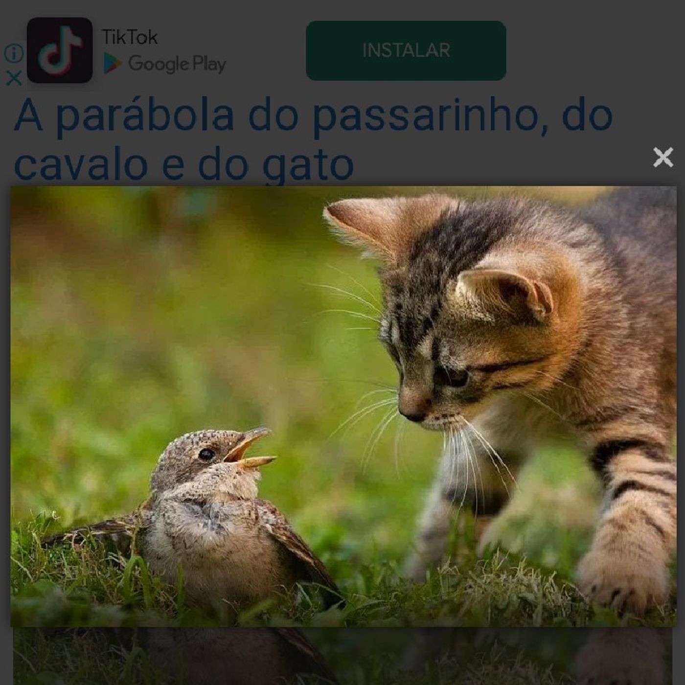 O Gato e o Passarinho episode artwork