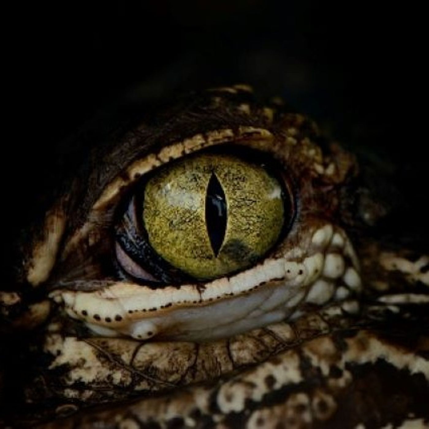 The difference between a crocodile and an alligator (Joke of the Day) episode artwork