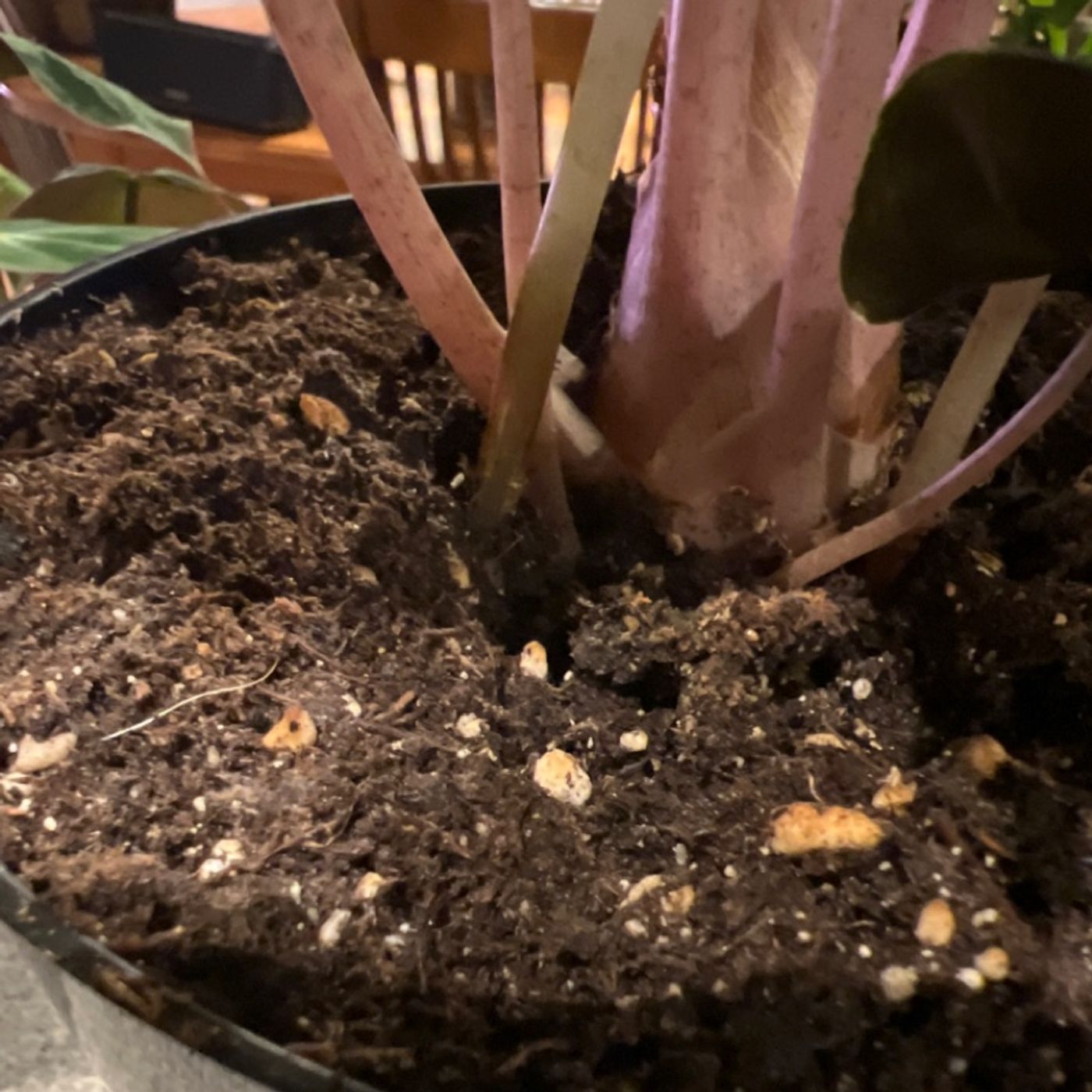 Episode 93 - Our Friend the Soil Mite