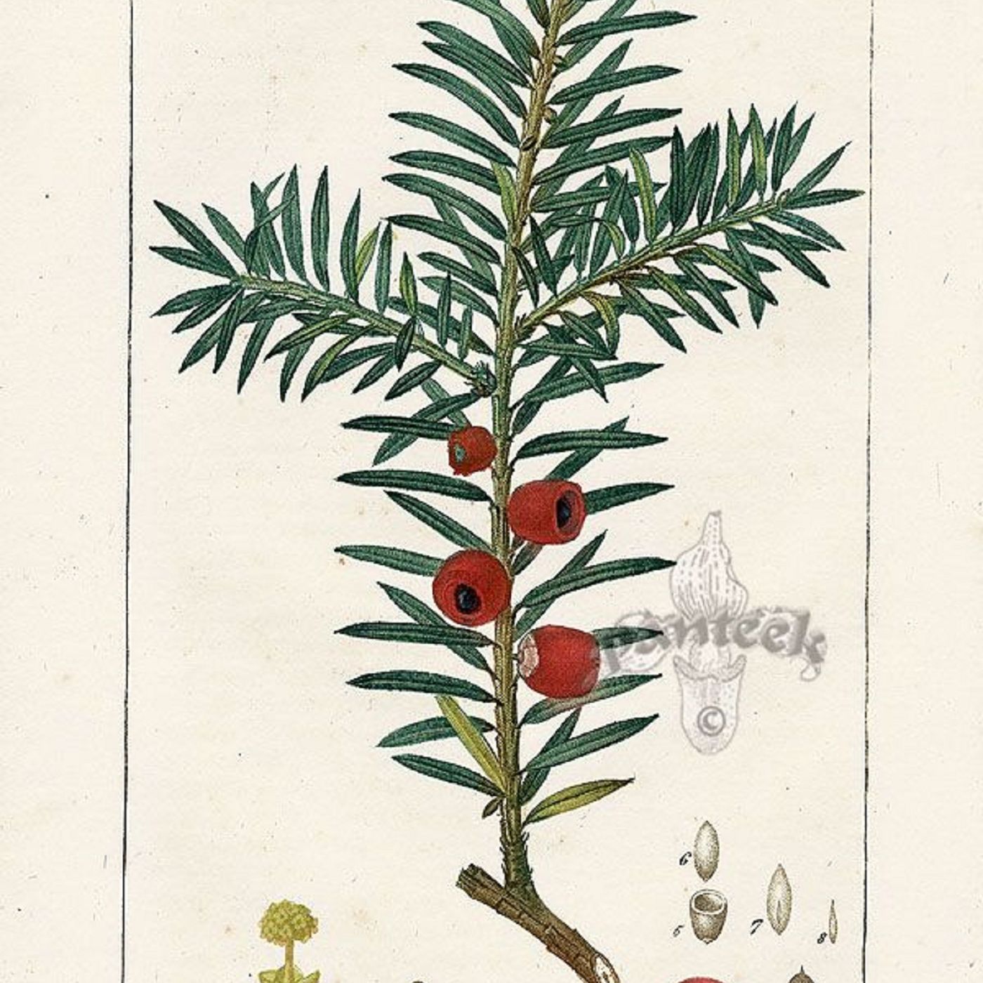 Southern Appalachian Herbs