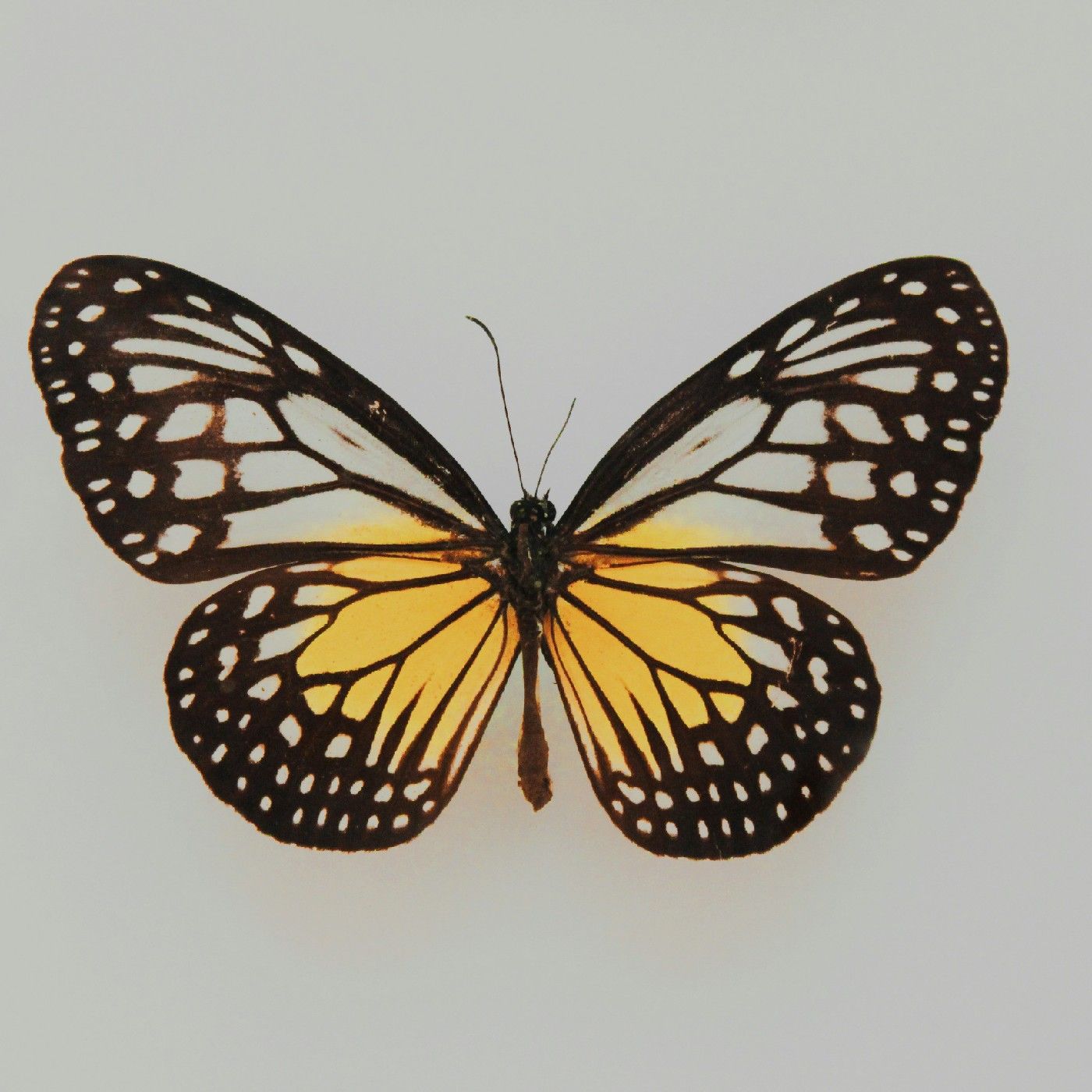 La mariposa amonar a podcast artwork