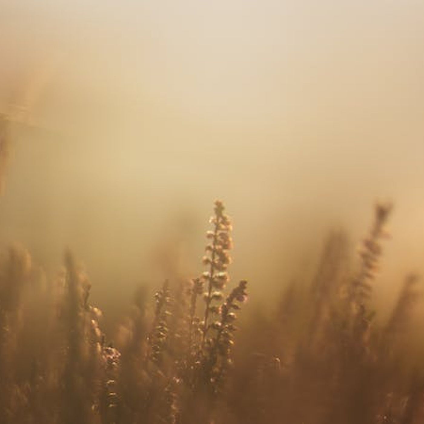 God’s Providence in 2020