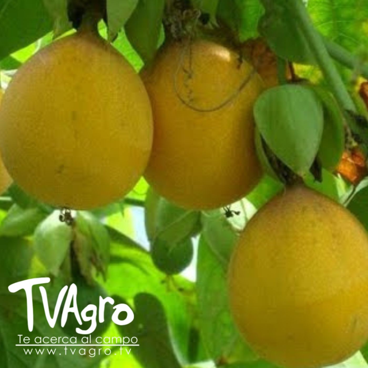 TV AGRO