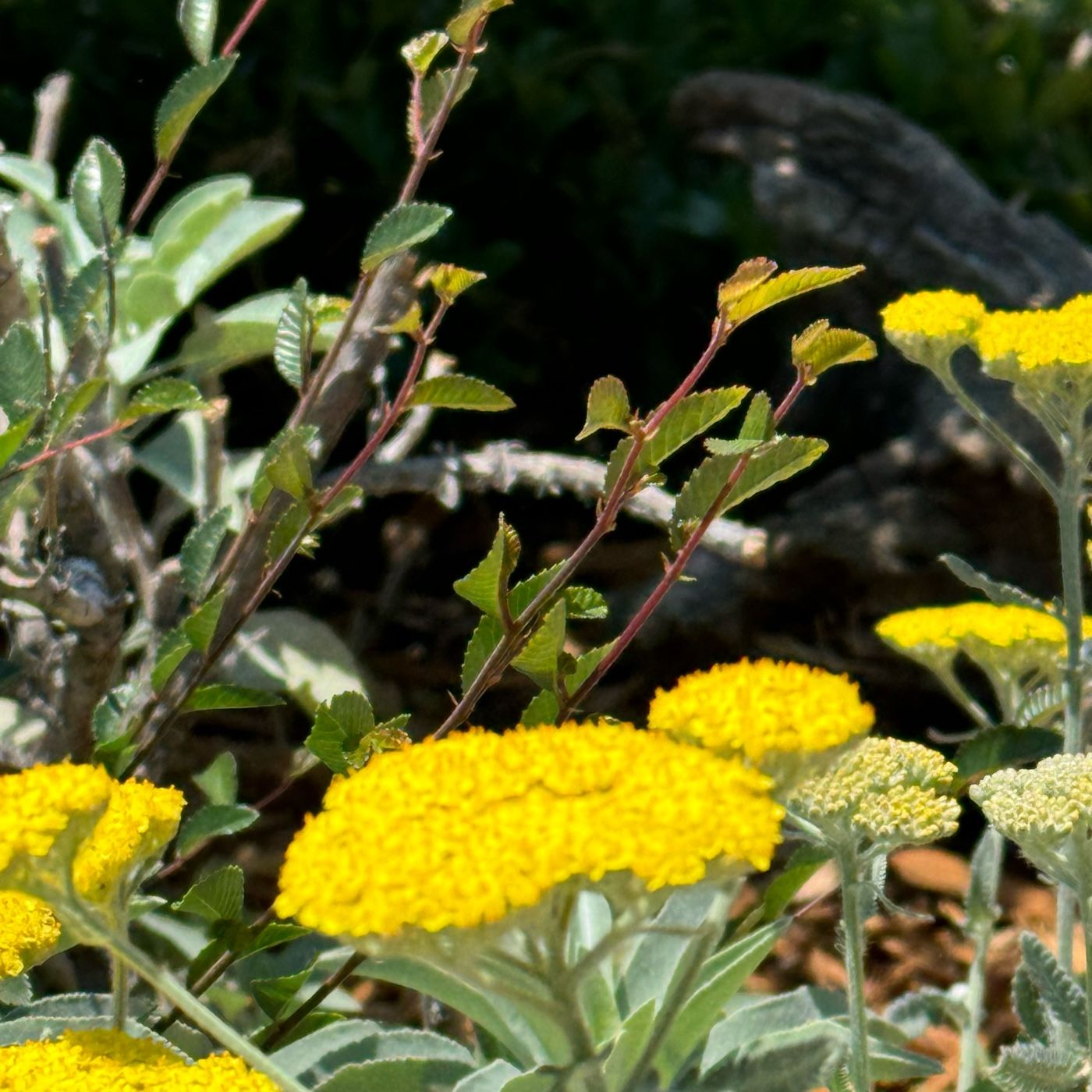 What Do Jesus’ Parables Mean?