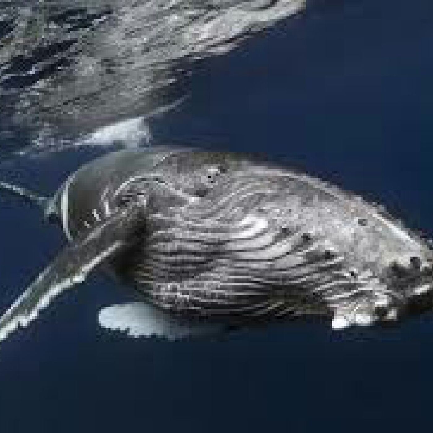 Casual Gestation Episode 2 Part 1