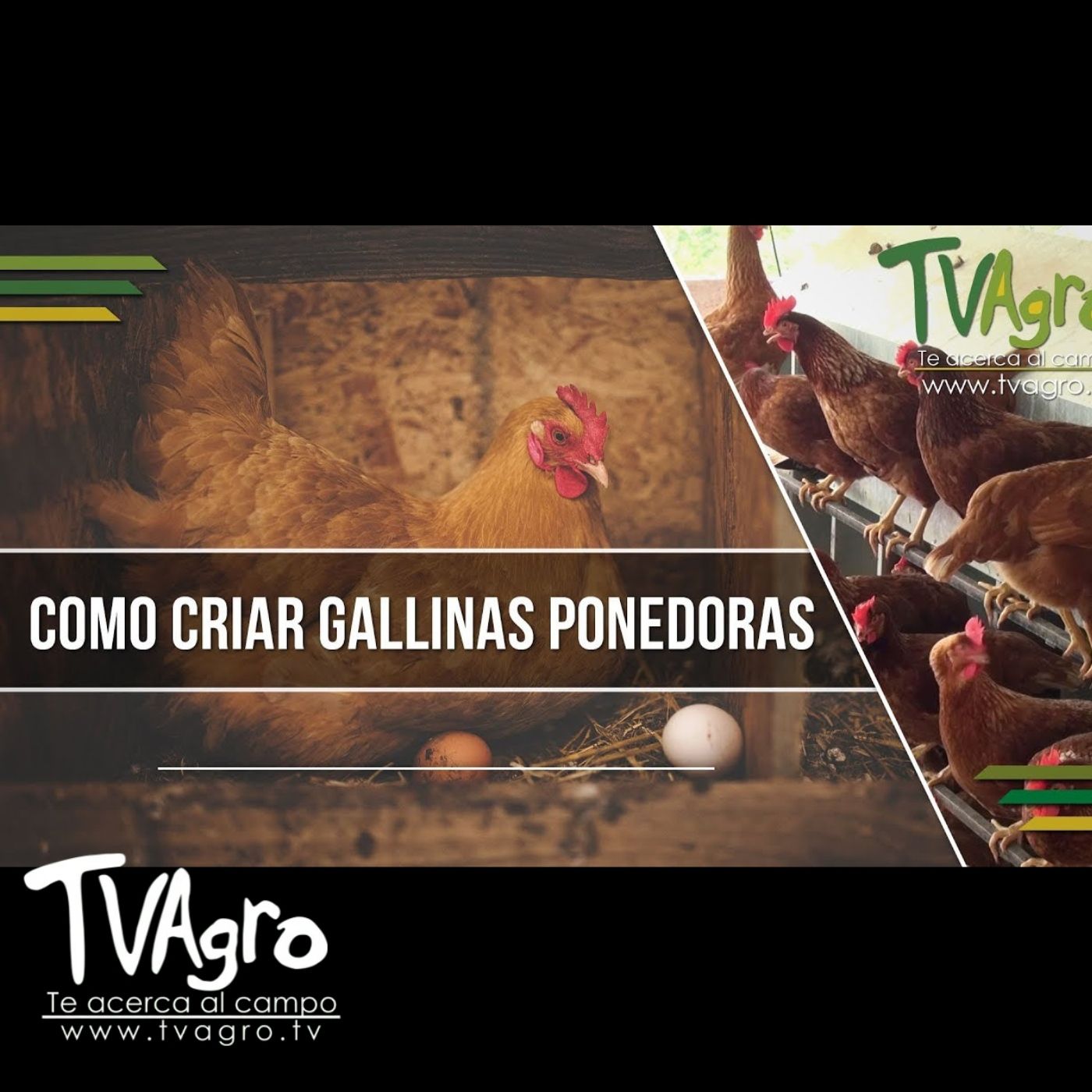 TV AGRO