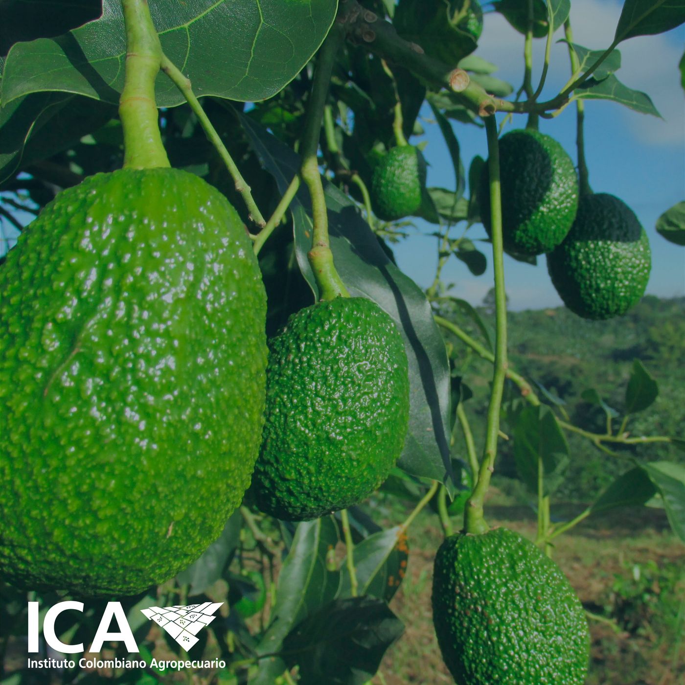 Exportación de aguacate Hass a Japón