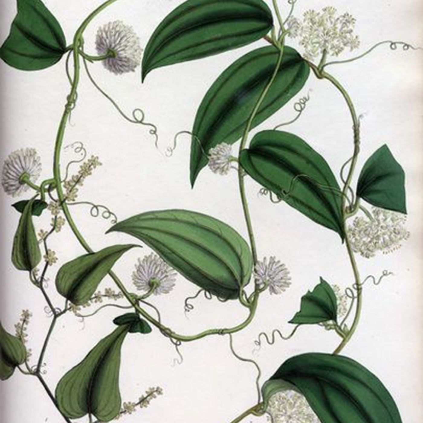 Show 202: Honewort, Harbinger of Spring and Smilax