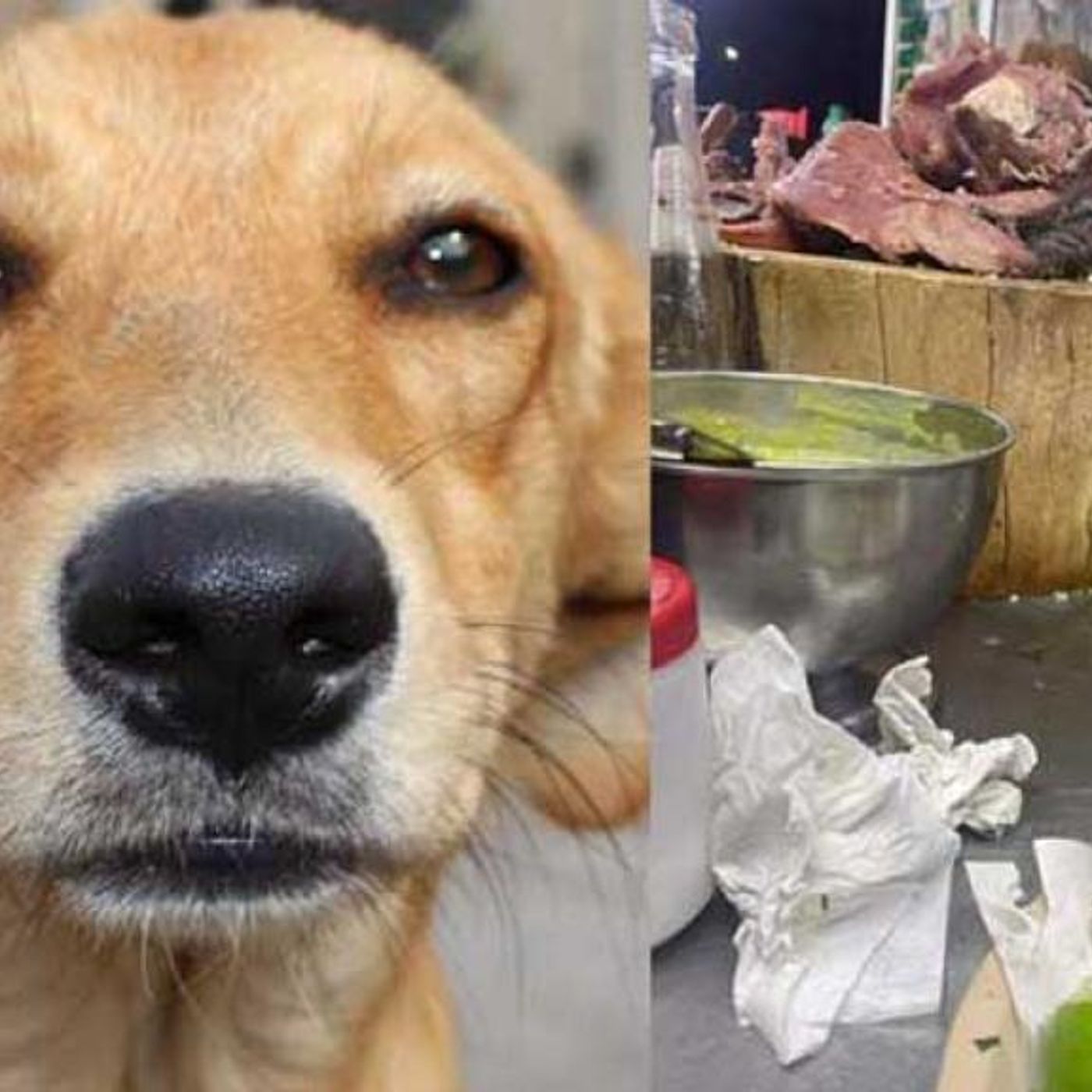 Historias de Miedo Octubre 25 de 2022 UN PERRO HABLO