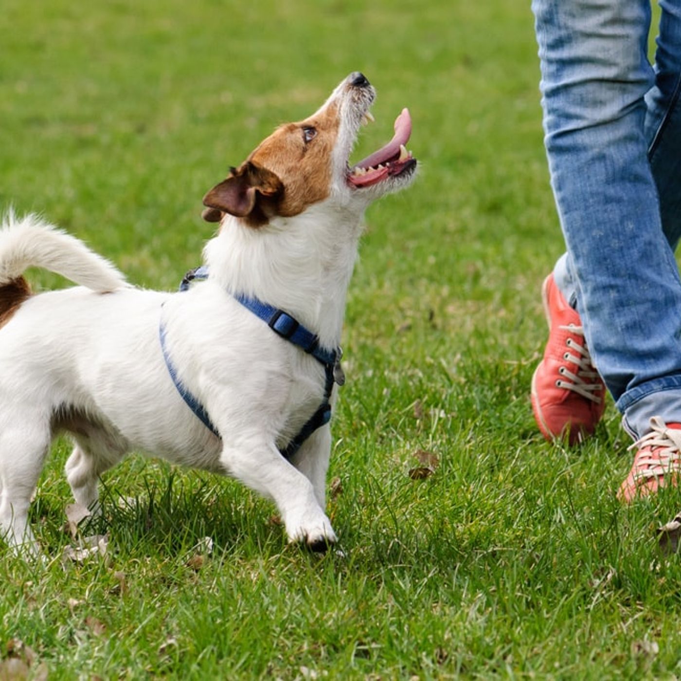Adiestramiento canino