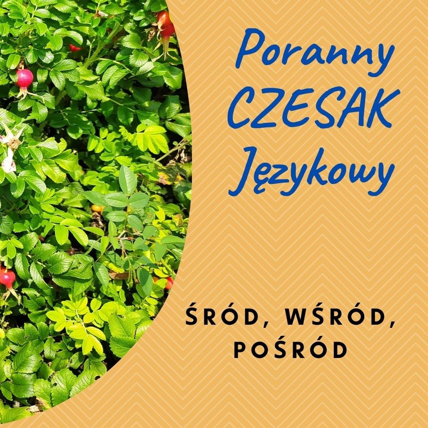 Poranny Czesak Językowy